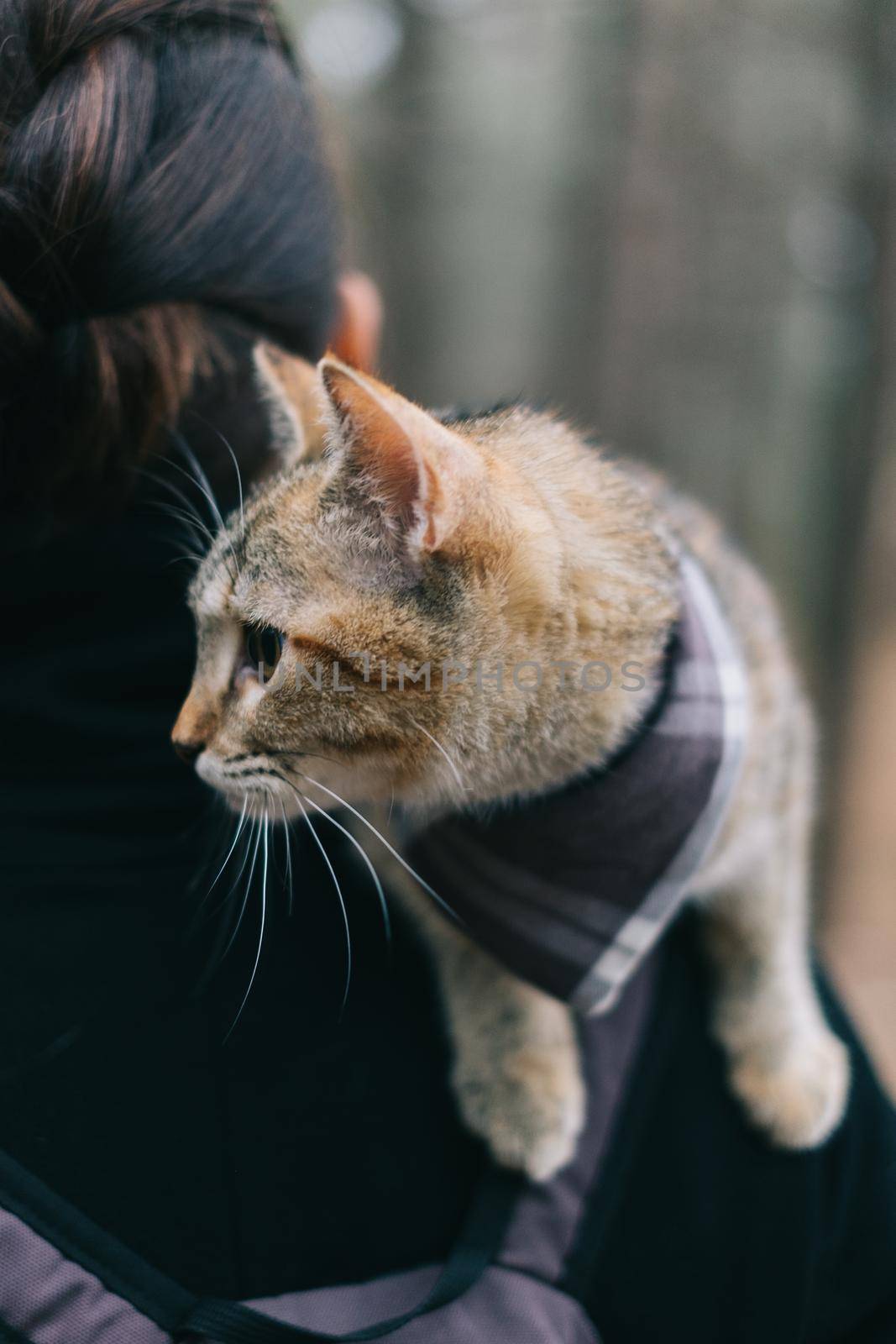 Cute kitten of ginger color sitting on shoulder of woman outdoor, concept of travel.