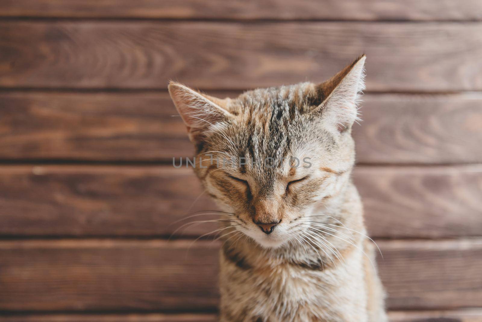 Portrait of funny cat with closed eyes on wooden background.