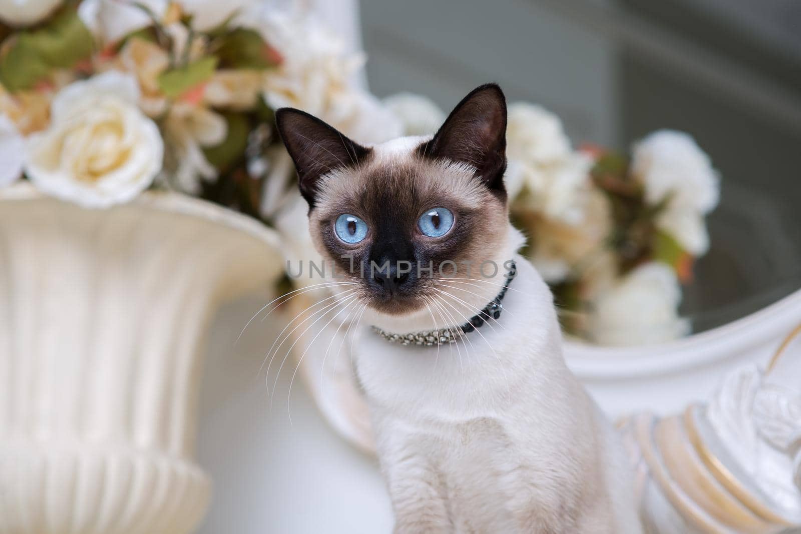 two color cat without tail Mekong Bobtail breed with jewel precious necklace of pearls around neck. Cat And necklace. Blue eyed Female Cat of Breed Mekong Bobtail, Sitting with gems on the neck by Tomashevska