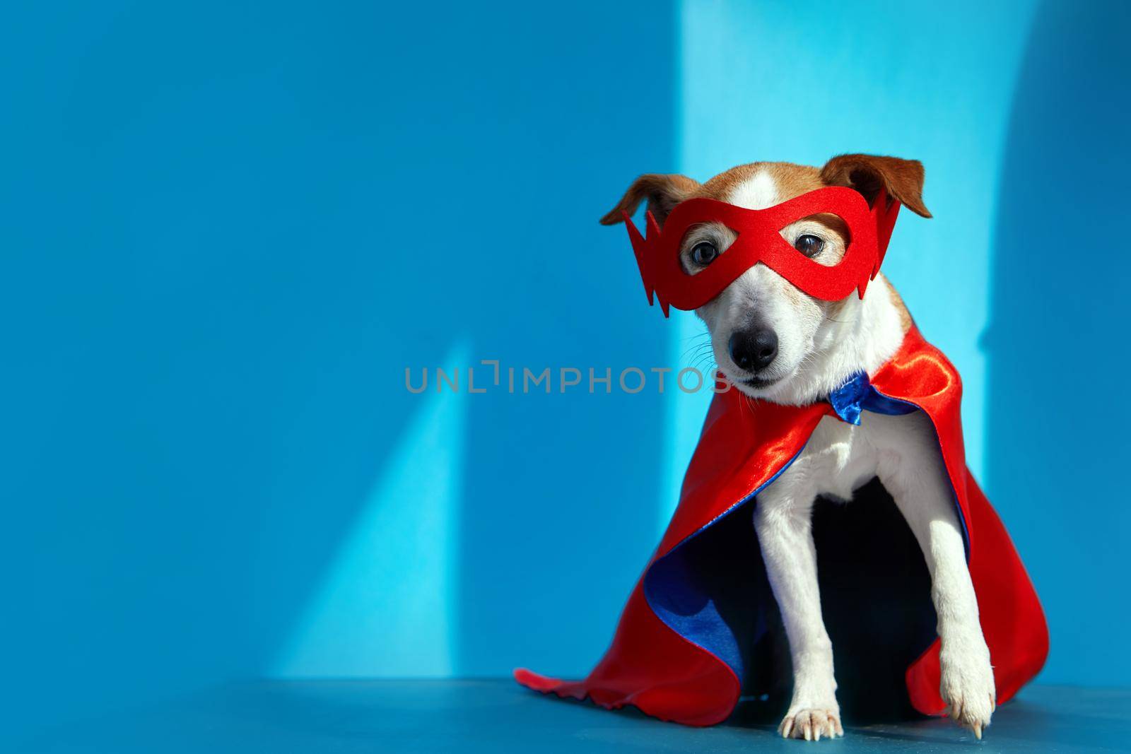 Dog dressed as illusionist and magician looks at camera by Demkat
