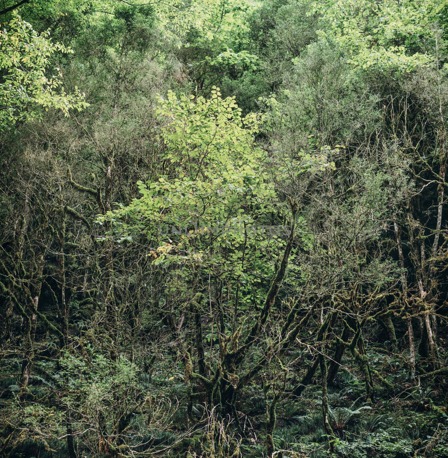 Boxwood tree forest in summer season, nature background.