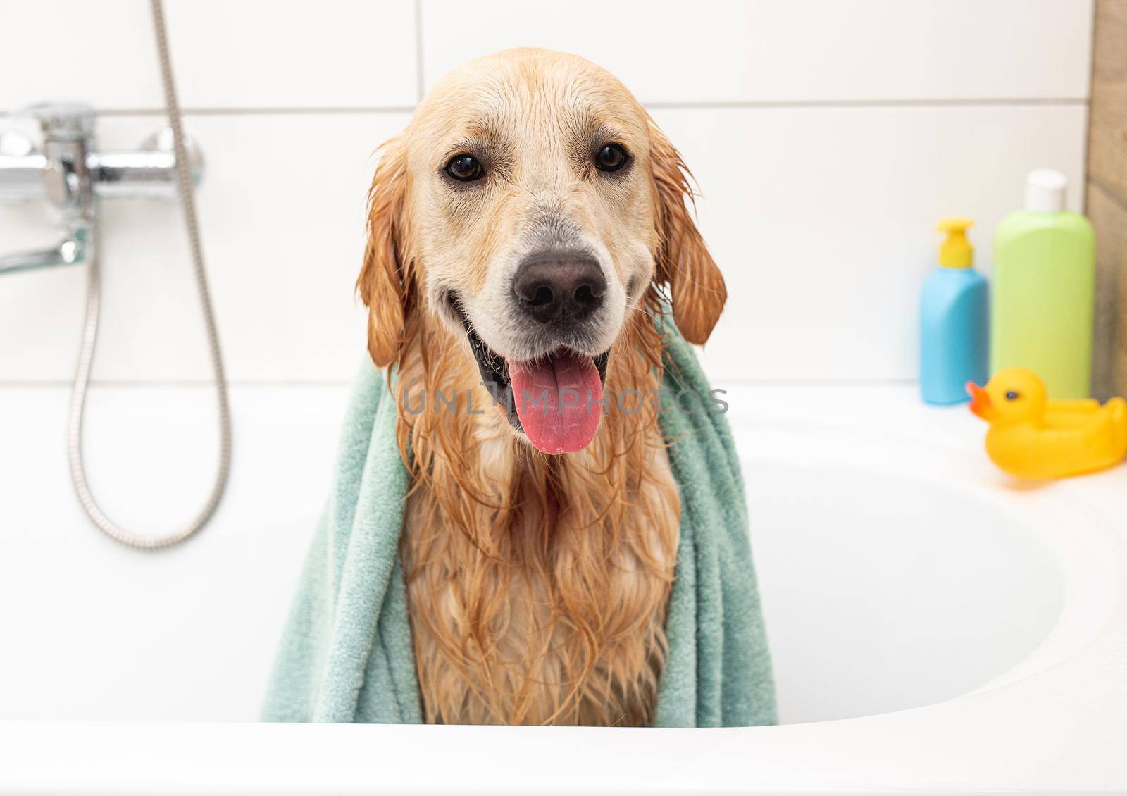 Golden retriever dog covered with towel in bathtub after washing