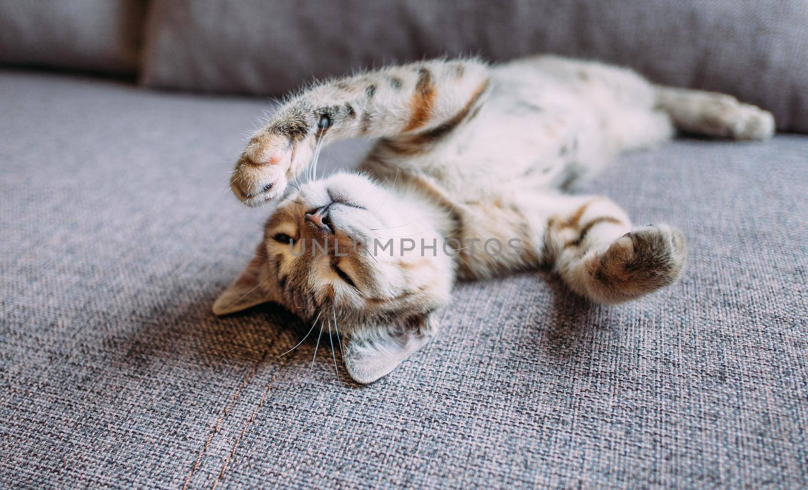 Kitten lying on back on sofa. by alexAleksei