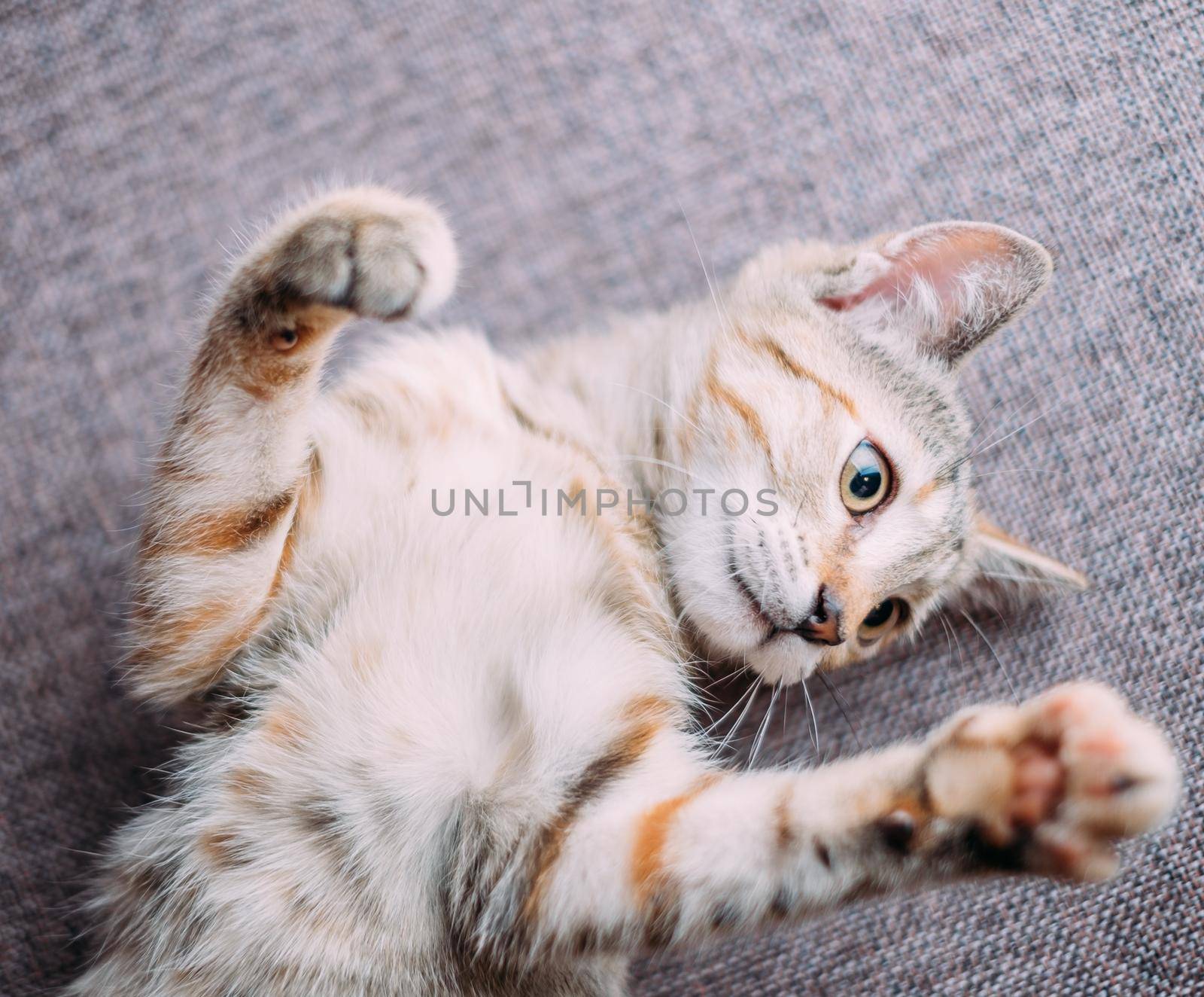 Cute kitten of tiger color lying on back with paws up.