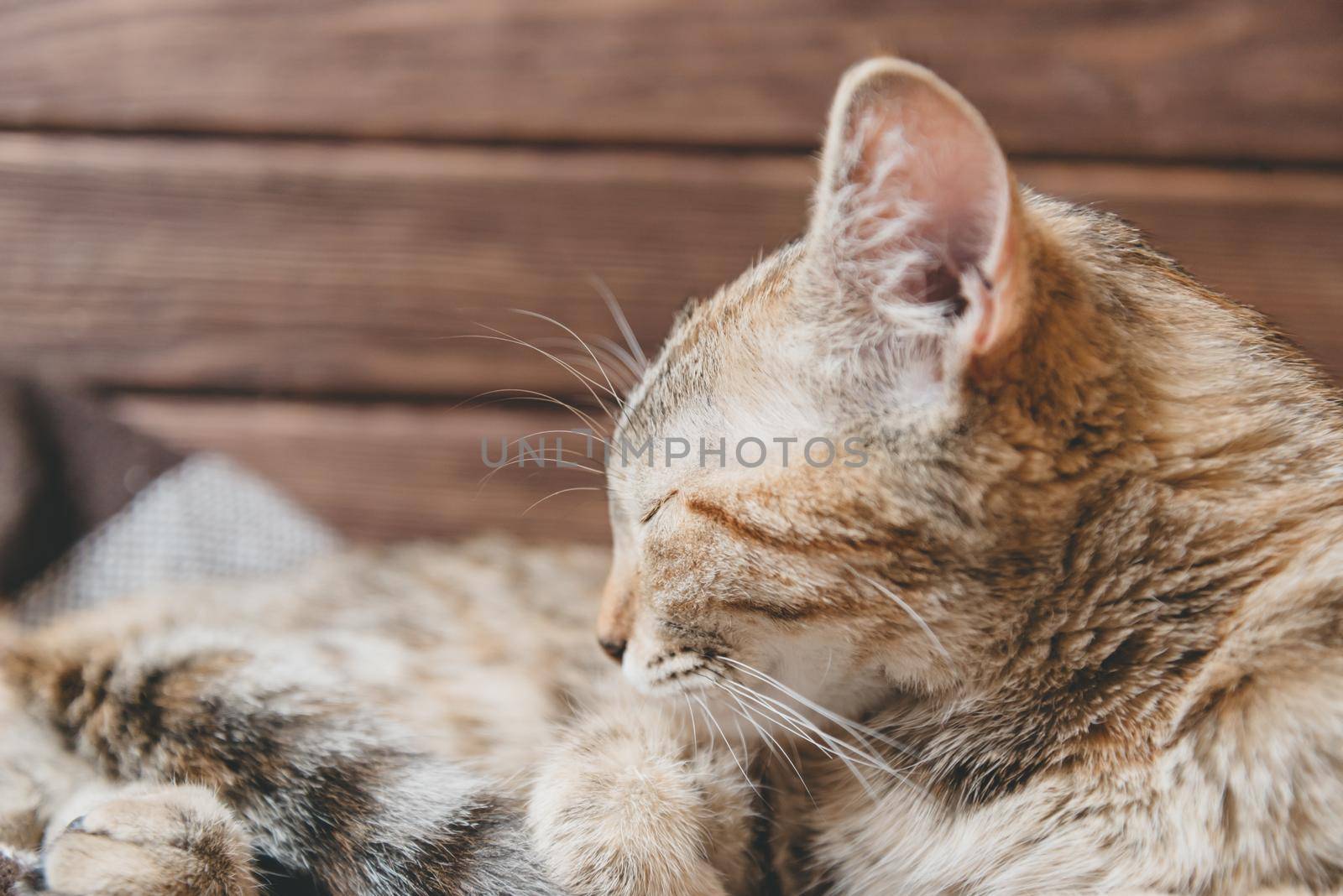 Cat sleeping on wooden background. by alexAleksei