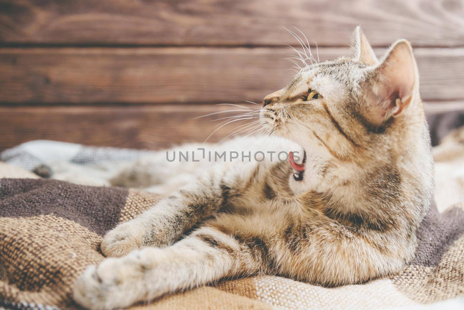 Cute cat of ginger color lying on plaid and yawning on wooden background.