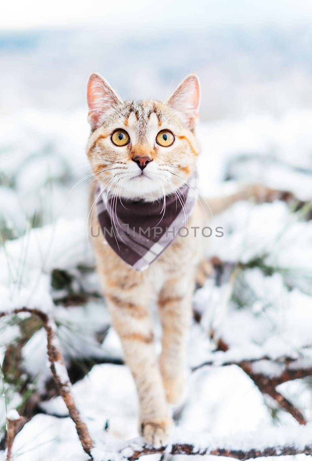 Traveler cat of ginger color wearing in bandana walking in winter outdoor.