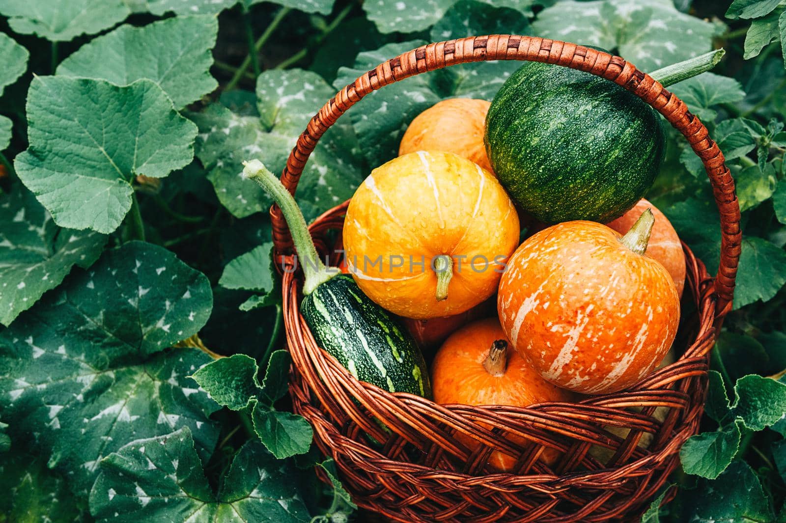 Ripe small farmer ecologically clean pumpkins of different varieties