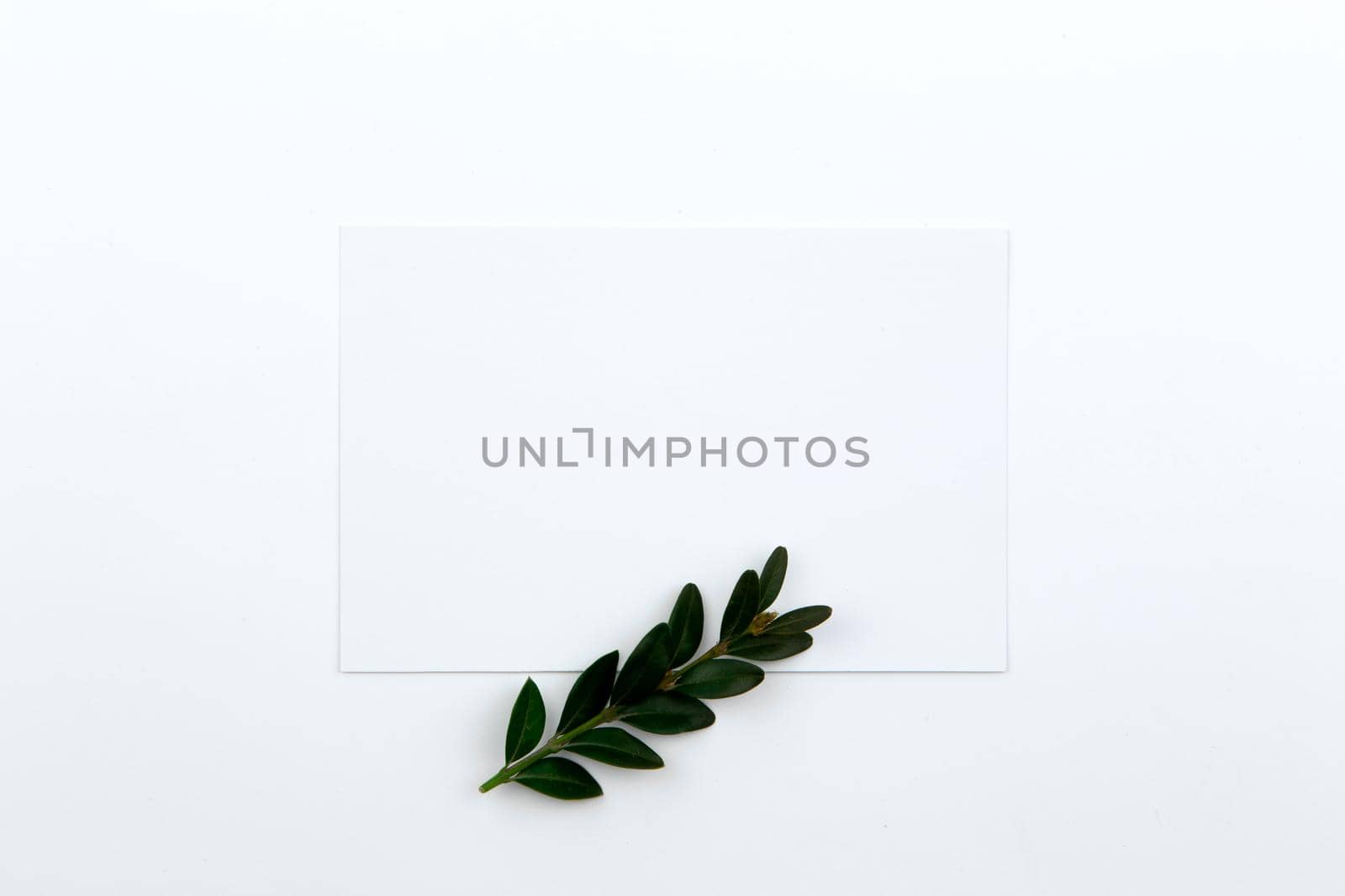 Top view on a sheet of paper and a green twig with leaves. Hero image and copy space by lunarts