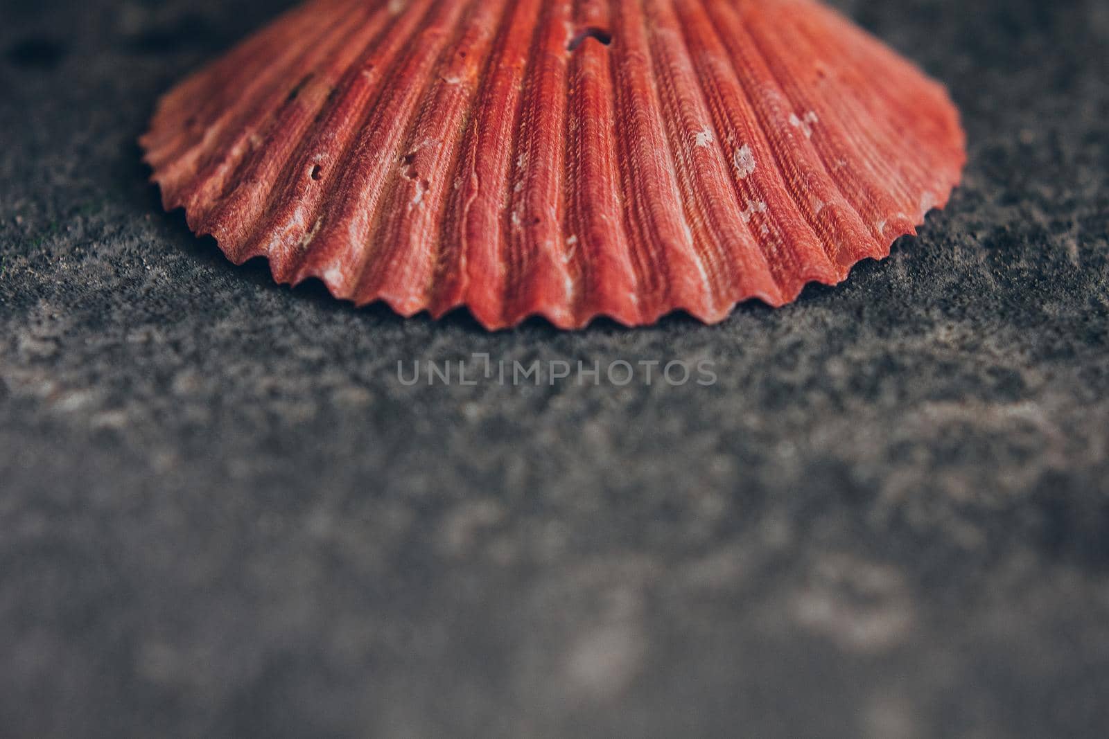 Beautiful red sea shell on the grey background