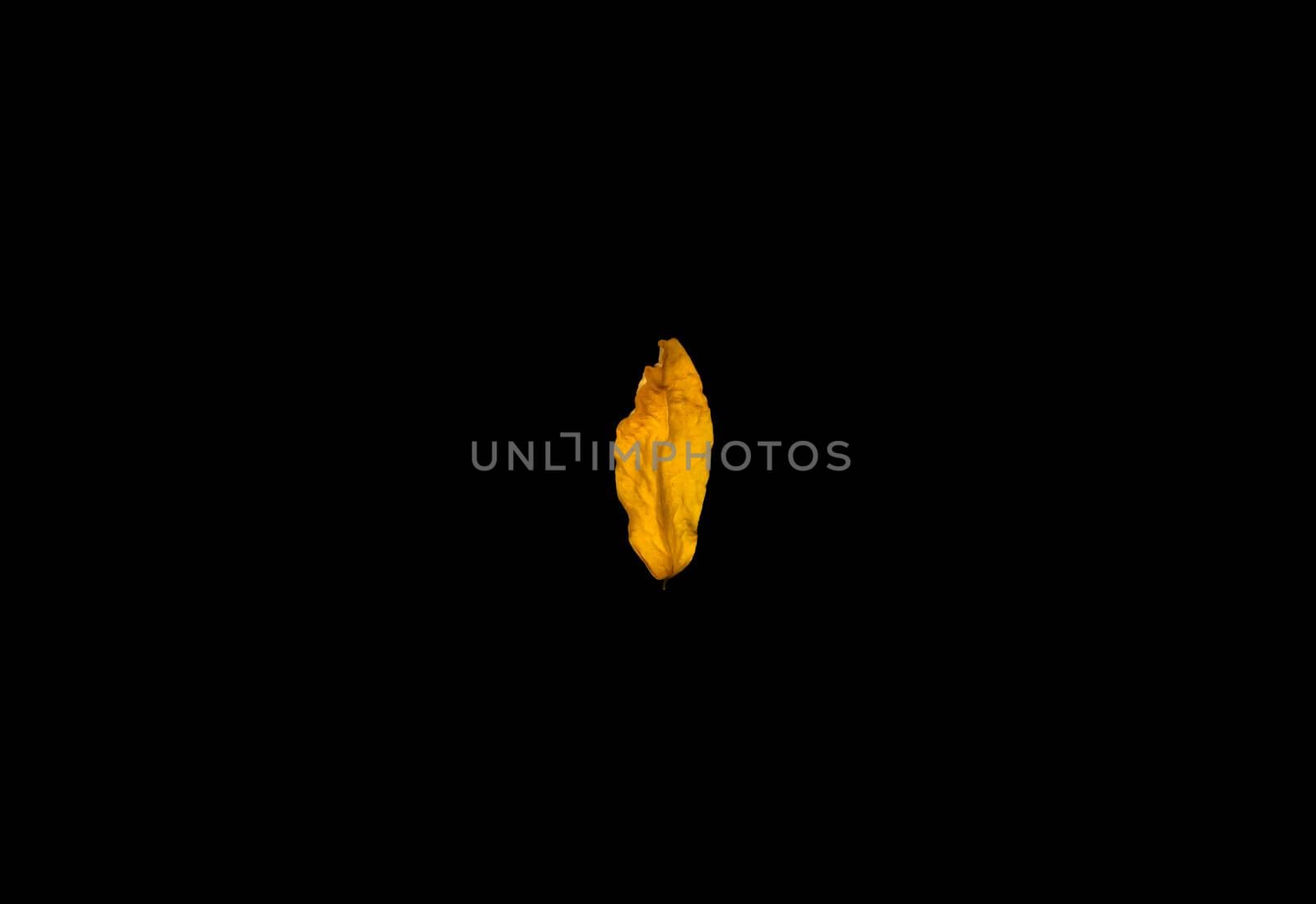 Yellow leaf, black background. Yellow leaf on black background, perfect view of stem, veins, texture and silhoutte by lunarts