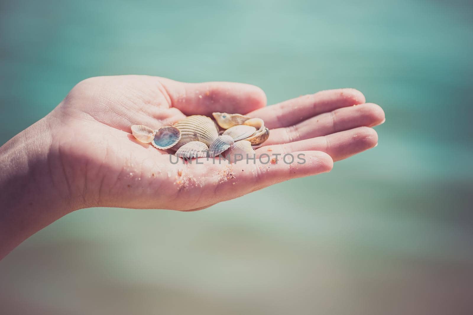 Child's hand holding shells isolated, shells in the background, beach by alf061