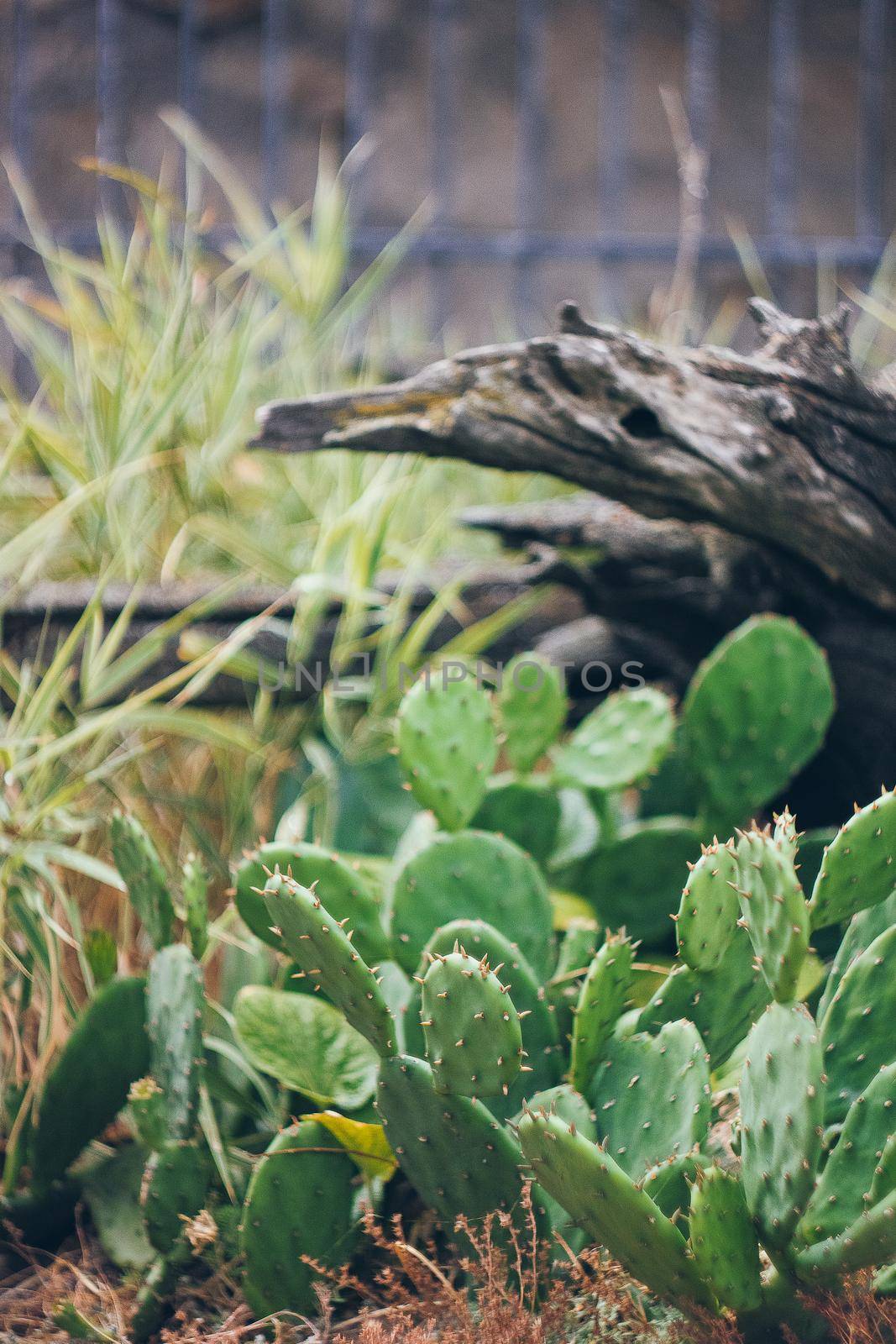 Cactus texture background. Cactus in the desert