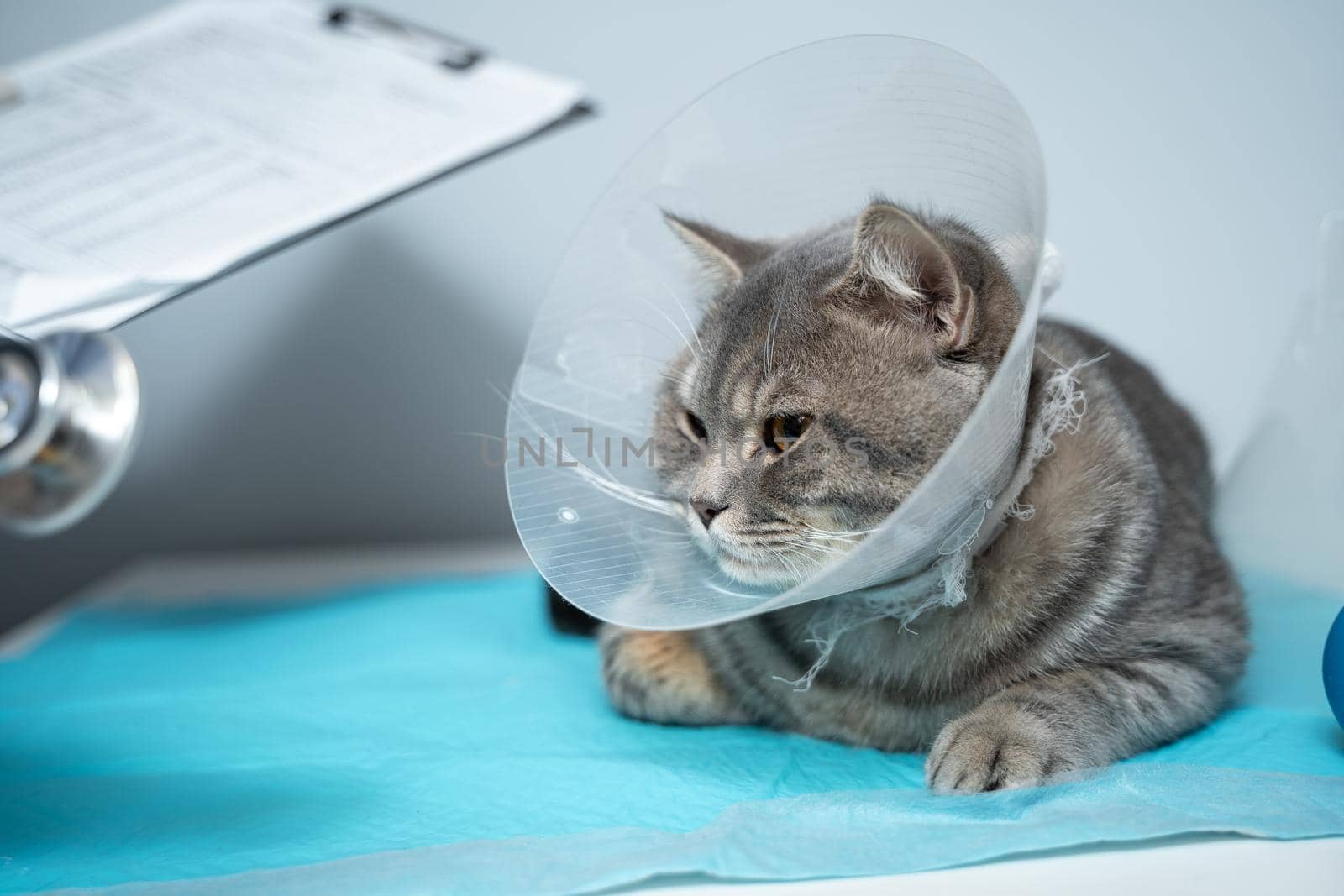 Veterinary and medicine theme for pets. An unrecognizable doctor examines a gray Scottish Straight cat wearing a protective collar after an operation on a table in an animal healthcare clinic by Tomashevska