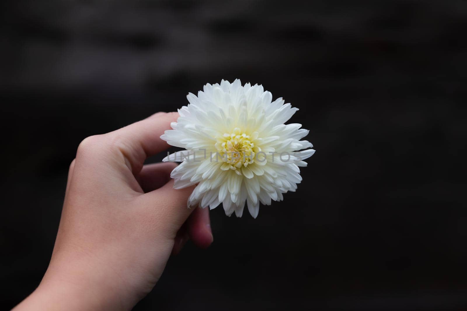 Girl's hand holds a small white flower on a dark background. Close up with empty place for text
