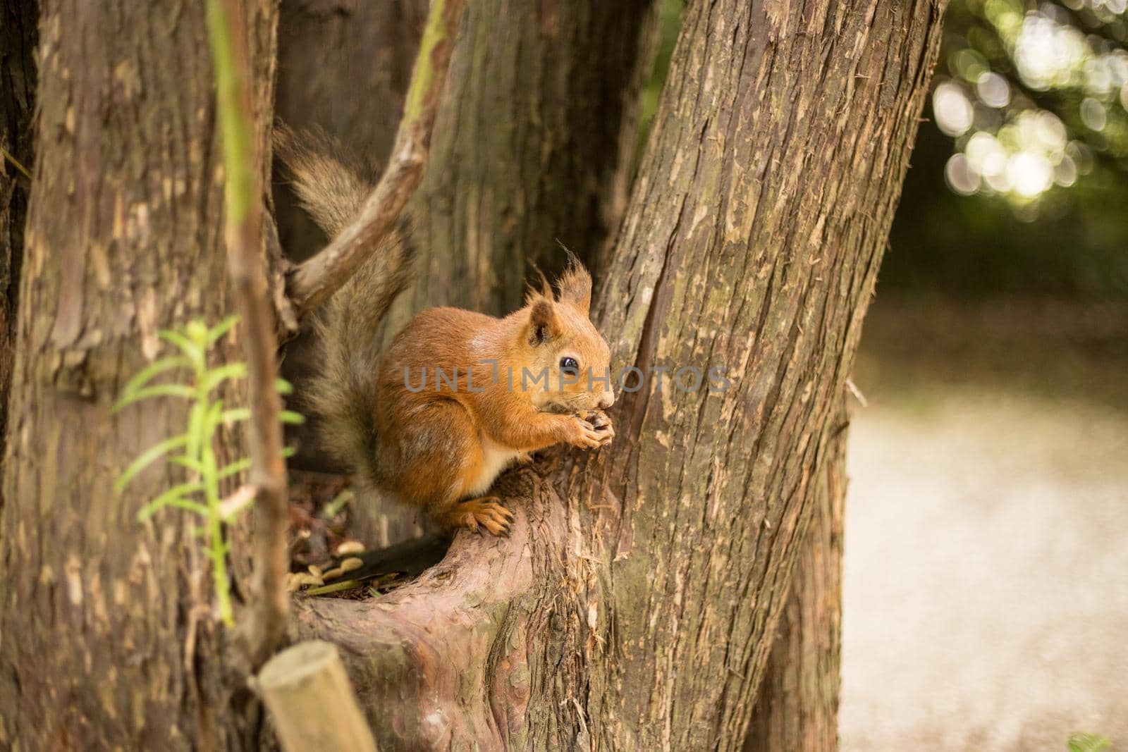 Eurasian red squirrel eating on the tree by alf061