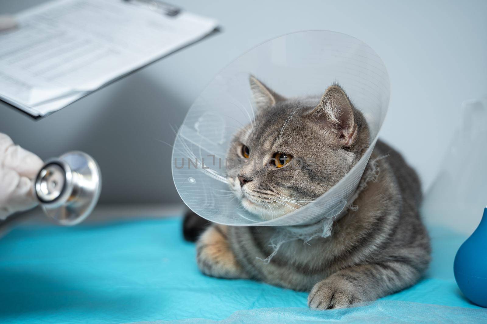 Close up of cat with an Elizabethan veterinary collar on veterinary examination table. Woman doctor in medical uniform with white gloves examines cat. Pet care concept, veterinary, healthy animals by Tomashevska