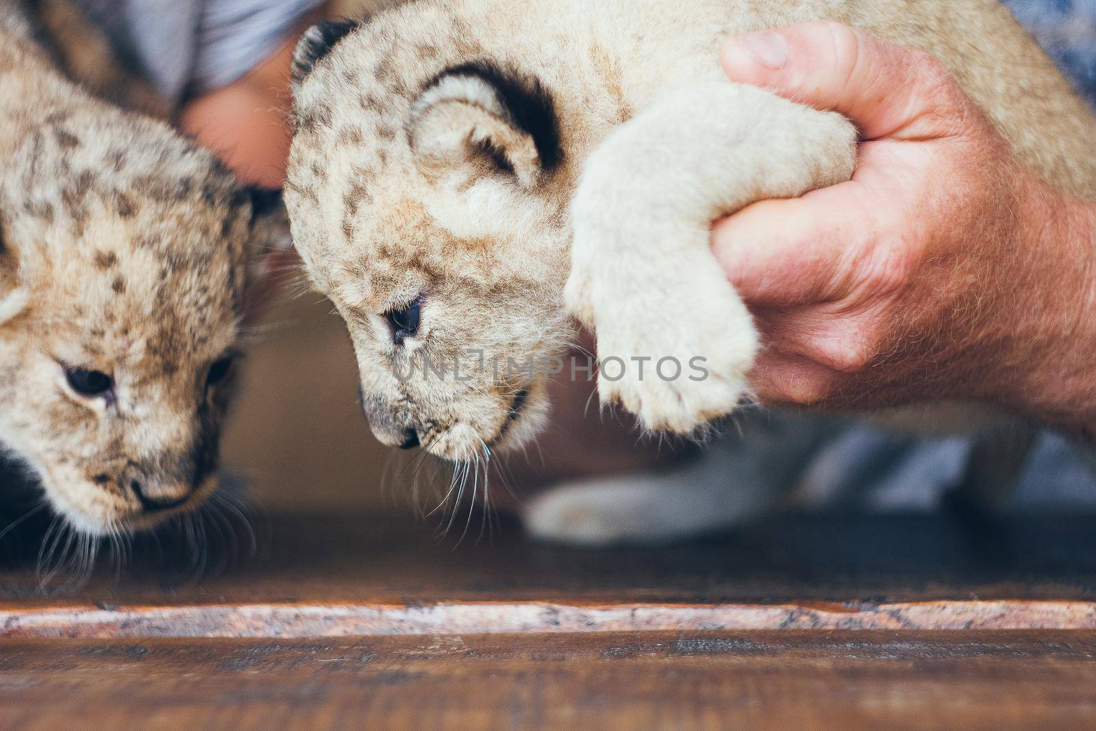 Cute little baby lion cubs in petting zoo. Beautiful furry small lion babies in volunteer's hands. Save the wildlife