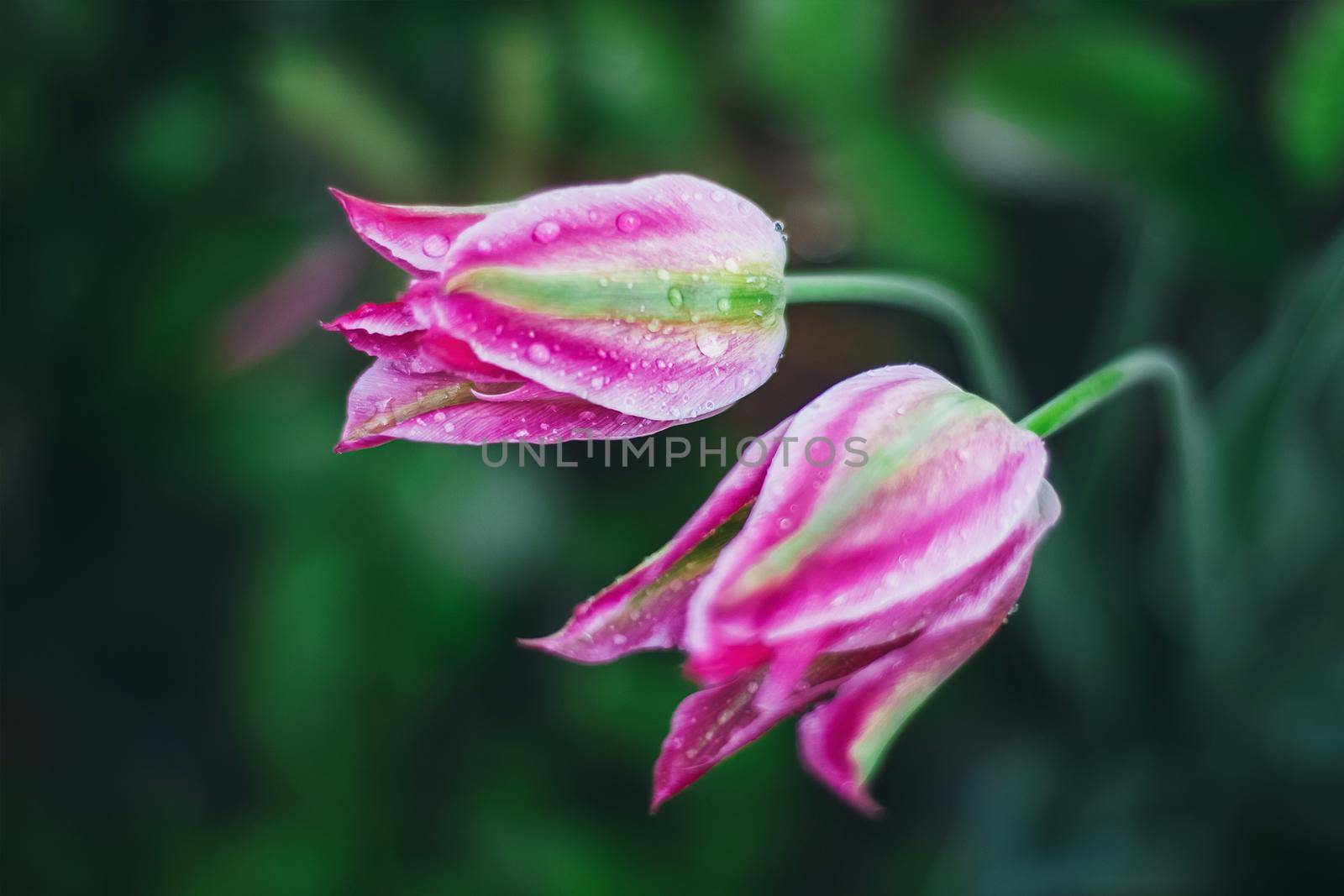 Close-up of beautiful pink tulips with water drops with blurred green background, spring wallpaper, tulips field, springtime blossom after rain by mmp1206