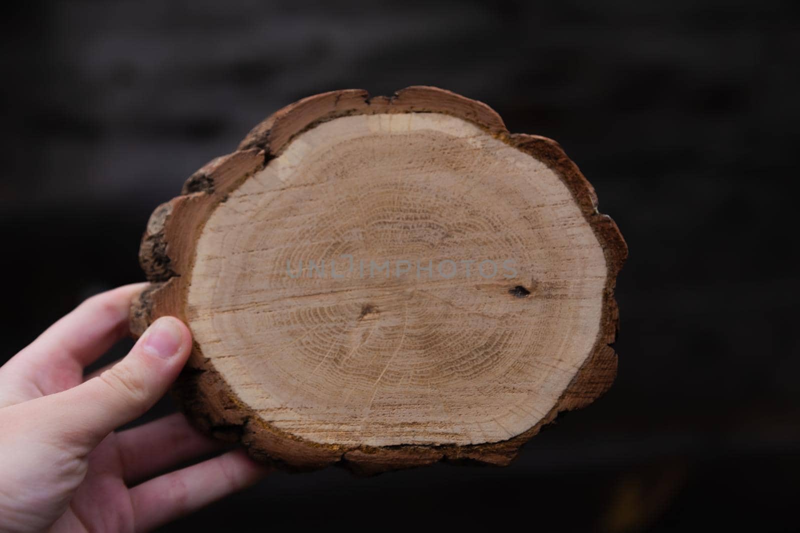 Woman hand holding empty circular piece of wood section texture on dark background. Copy space for text.