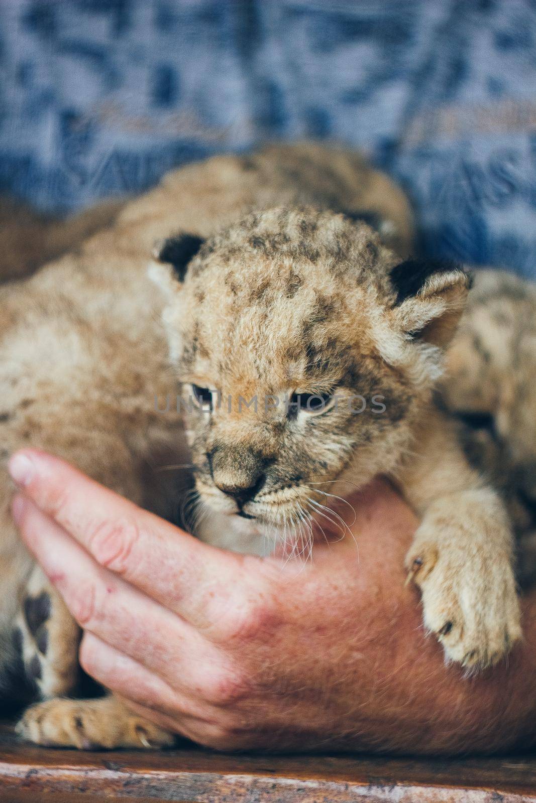 Cute little baby lion cubs in petting zoo. Beautiful furry small lion babies in volunteer's hands. Save the wildlife. by mmp1206