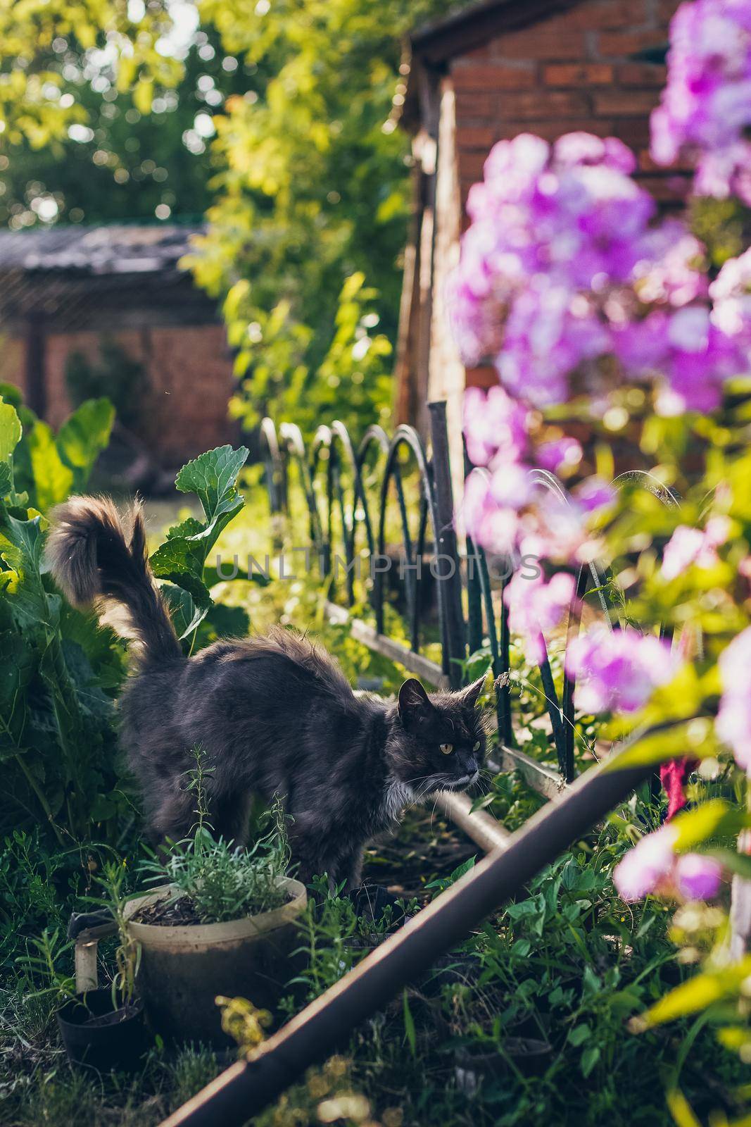 Summer background with a grey cat walking in the garden and flowers.
