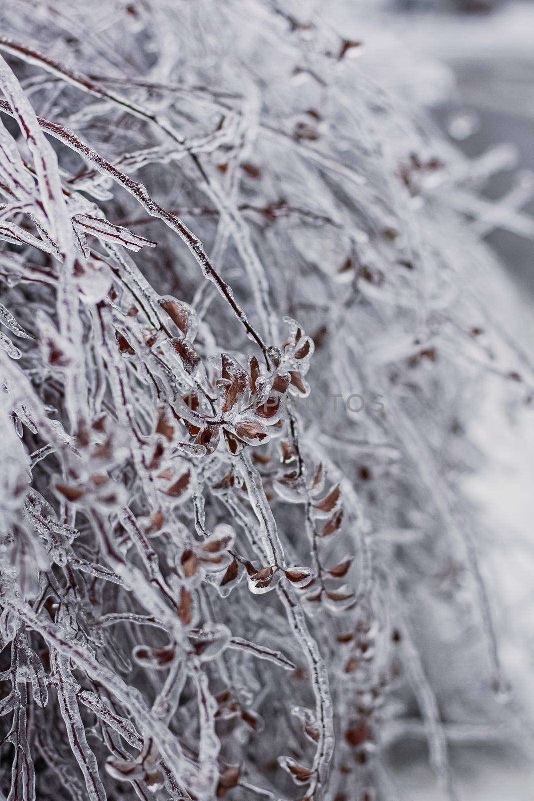 Ice covered tree branches from an ice storm. Icicles are forming from freezing rain. by mmp1206