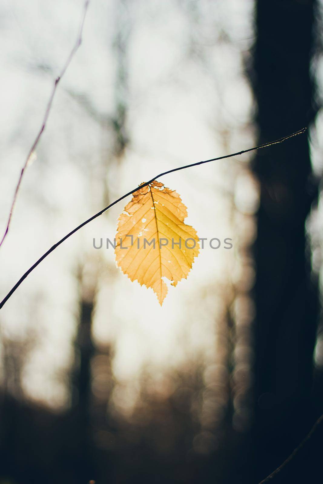 A lonely yellow leaf on a branch ib the autumn forest.