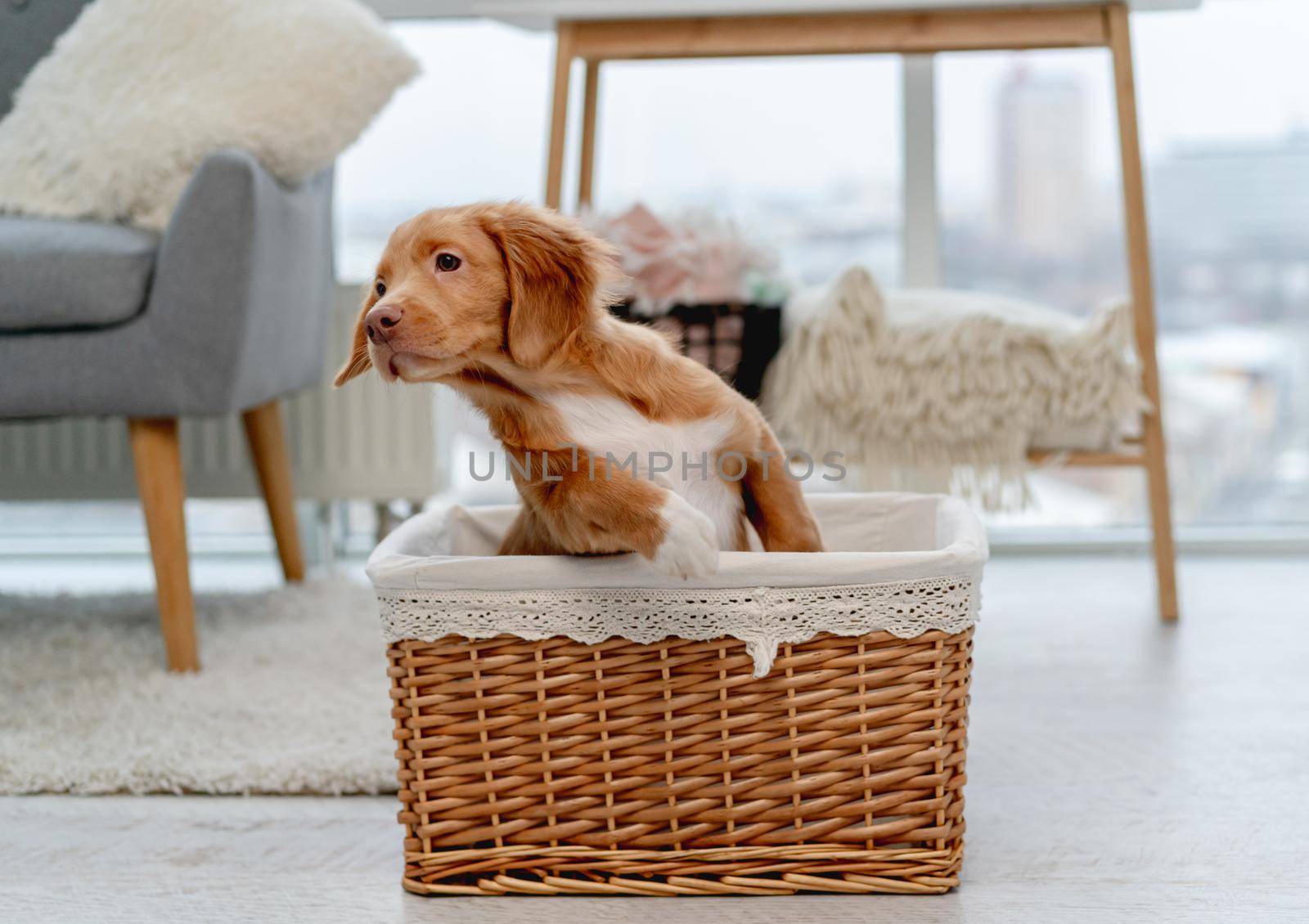 Toller puppy having fun while sitting inside basket at home