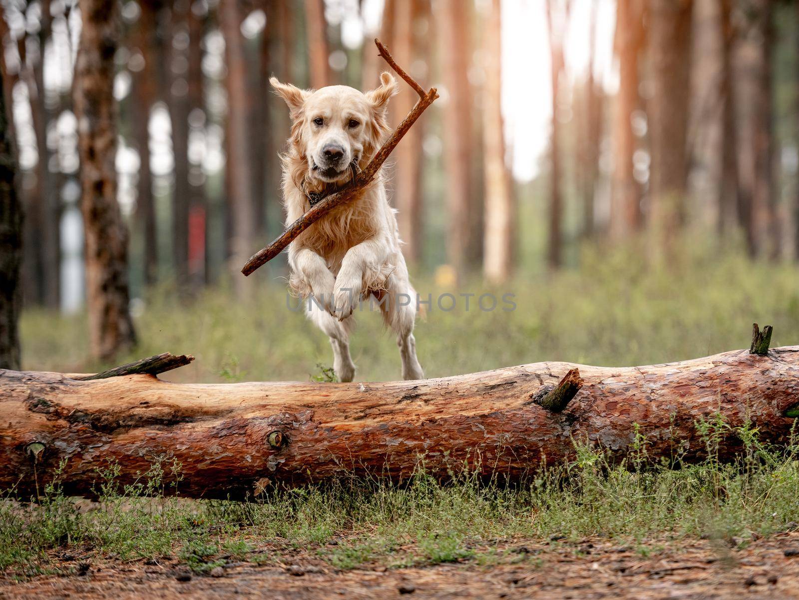 Golden retriever dog in the forest by tan4ikk1
