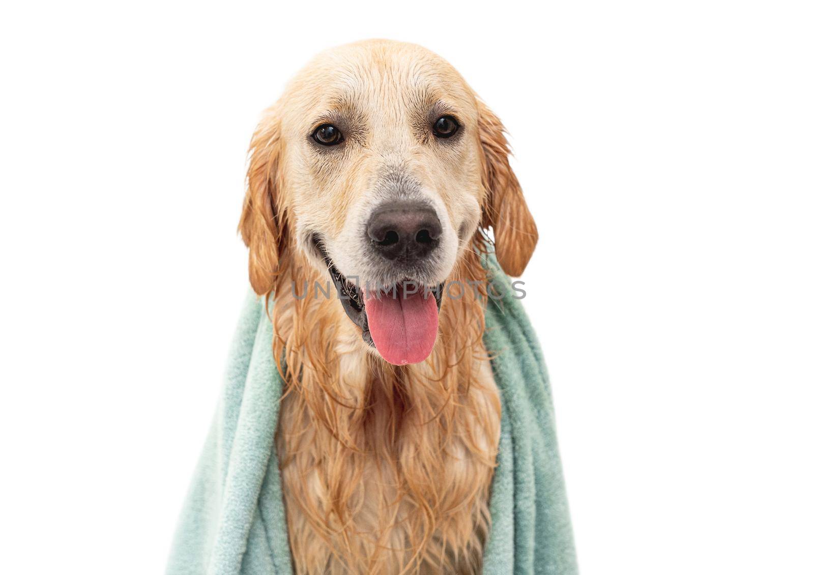 Golden retriever dog in bathtub after washing by tan4ikk1