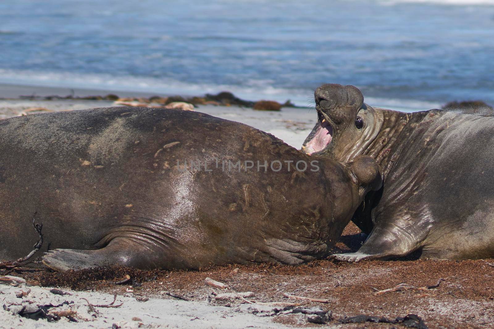 Elephant Seals Fighting by JeremyRichards