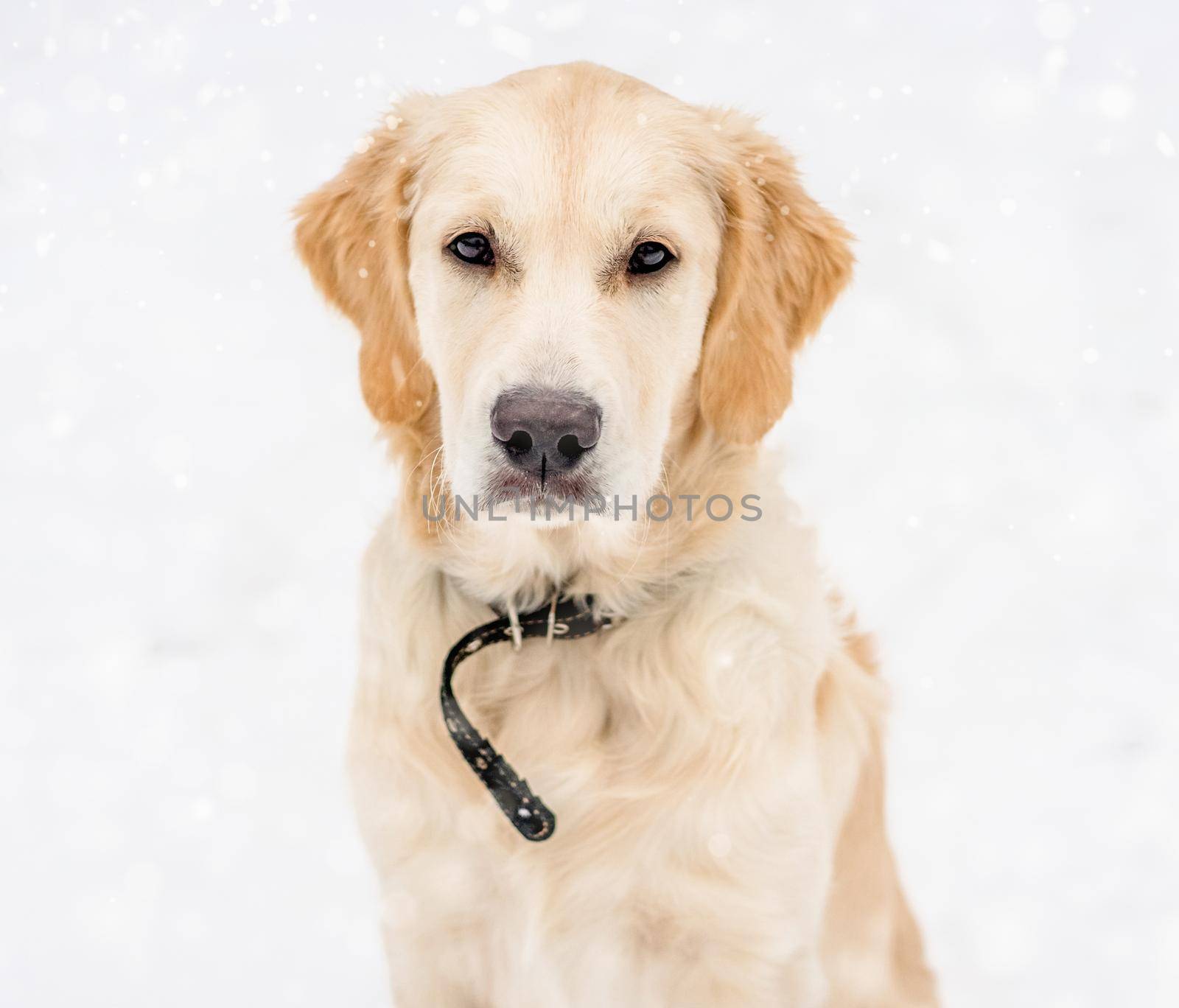 Cute dog muzzle with beautiful smart eyes in snowflakes