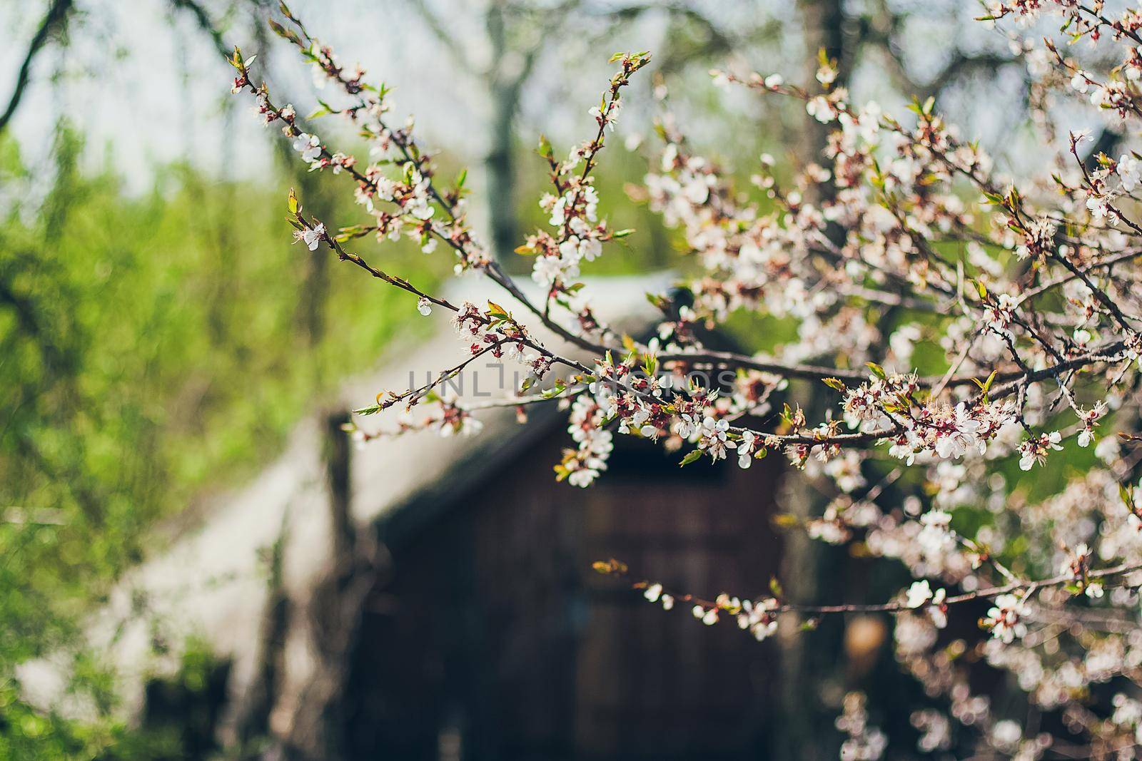 Apricot blossoms in full bloom. Part of the branch