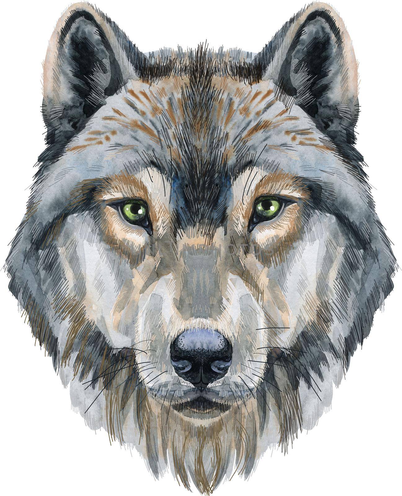 Wolf head. Watercolor wolf painting illustration isolated on white background by NataOmsk