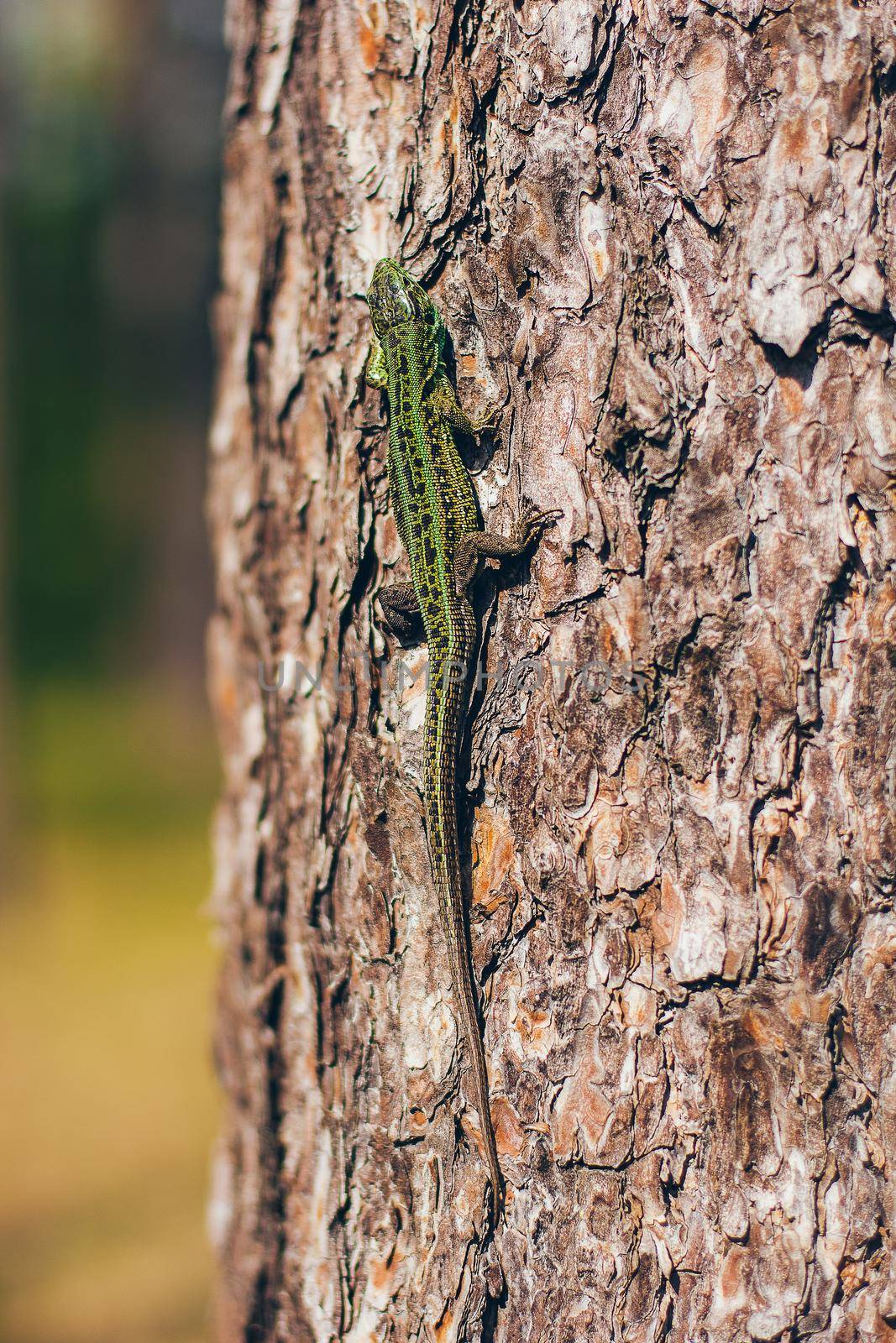 Large green bright lizard on a tree close-up macro, forest fauna.