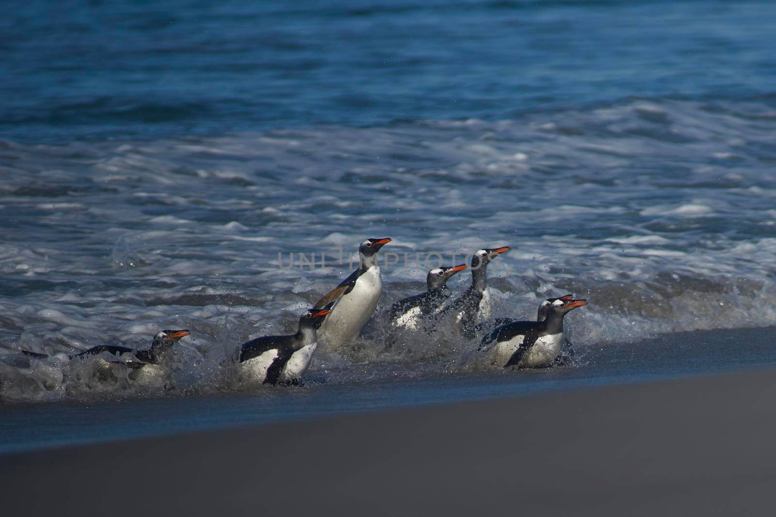 Gentoo Penguins (Pygoscelis papua) coming ashore after feeding at sea on Sea Lion Island in the Falkland Islands.