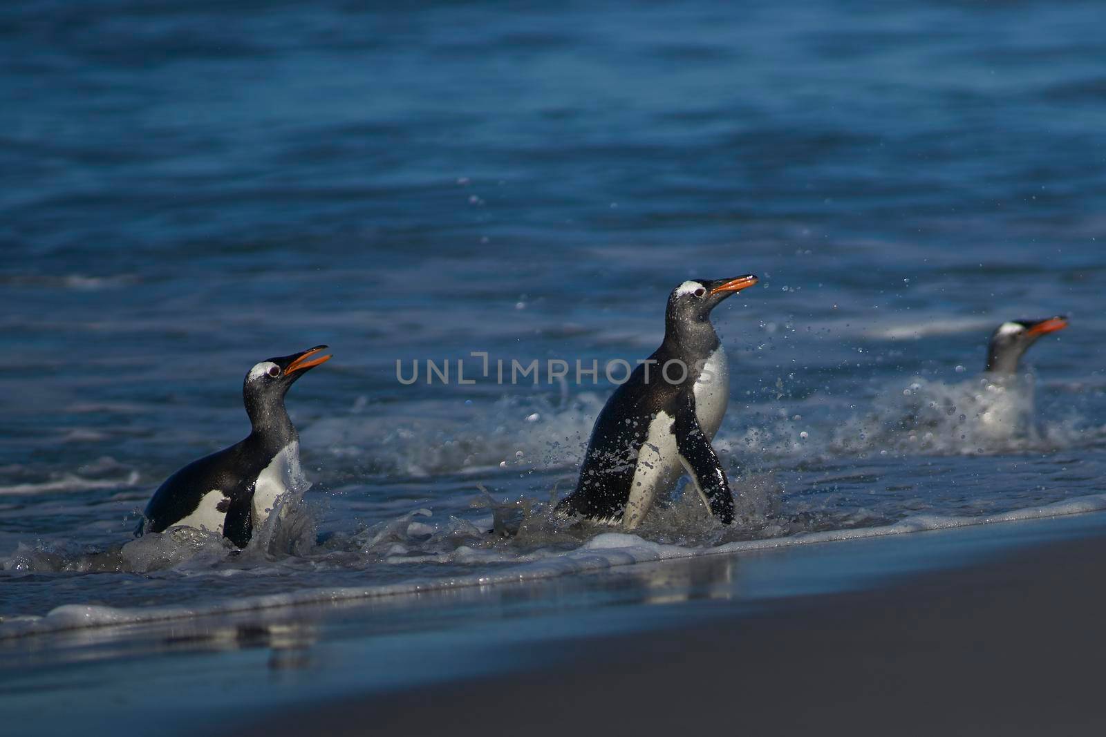 Gentoo Penguins (Pygoscelis papua) coming ashore after feeding at sea on Sea Lion Island in the Falkland Islands.