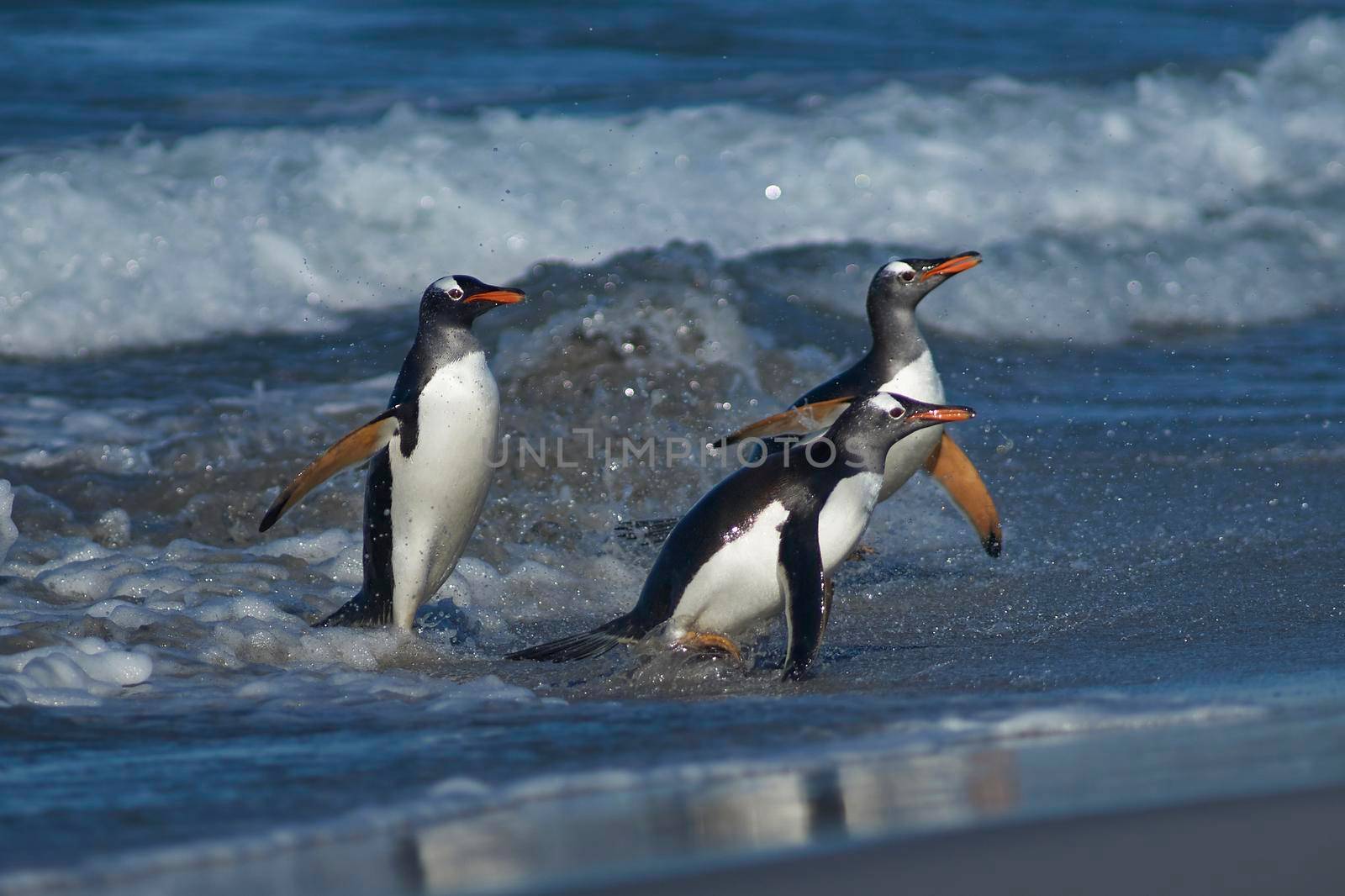 Gentoo Penguins coming ashore by JeremyRichards