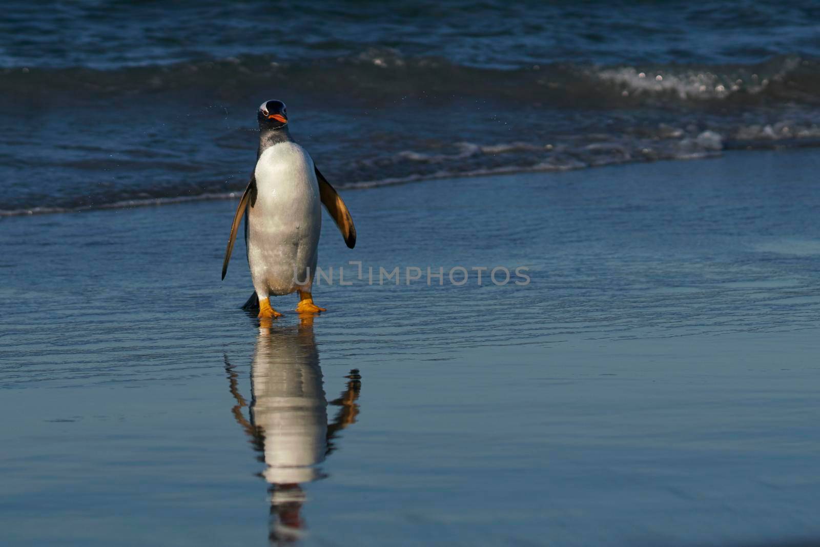 Gentoo Penguins coming ashore by JeremyRichards