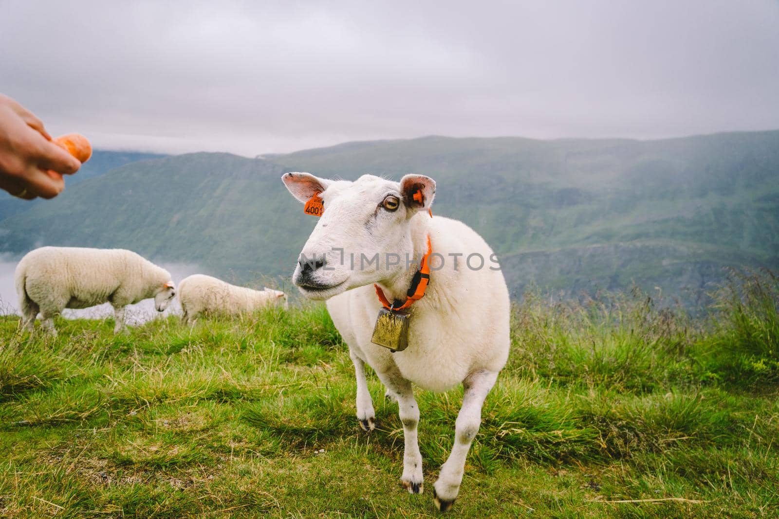 sheeps on a mountain farm on a cloudy day. A woman feeds a sheep in the mountains of norway. A tourist gives food to a sheep. Idyllic landscape of sheep farm in Norway. Content Sheep, in Norway.