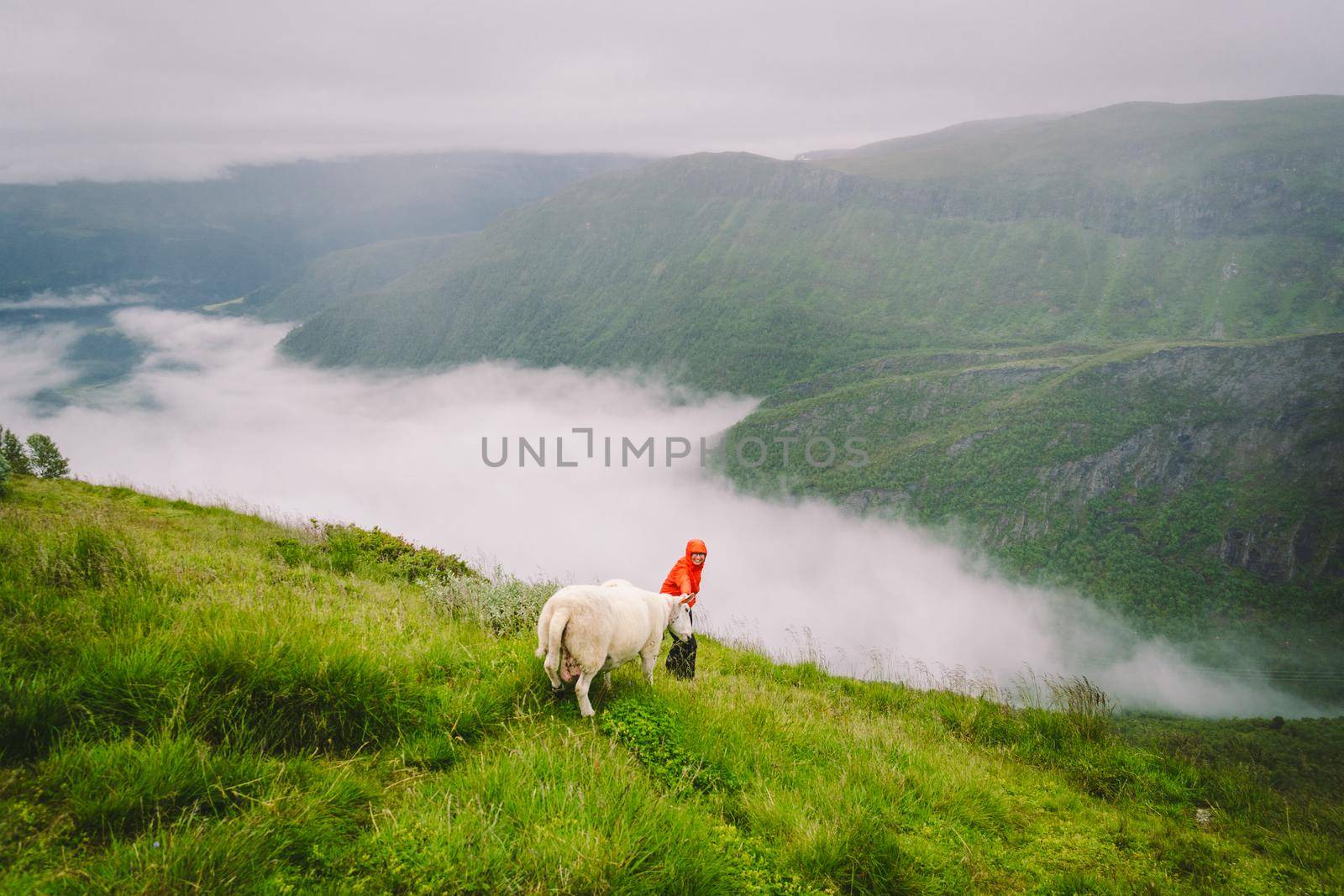 Woman hiker posing on mountain in norway in rainy weather near sheep. Tourist and cattle on clearing in a mountain area in the north norge in foggy. exploring nature in Scandinavia by Tomashevska