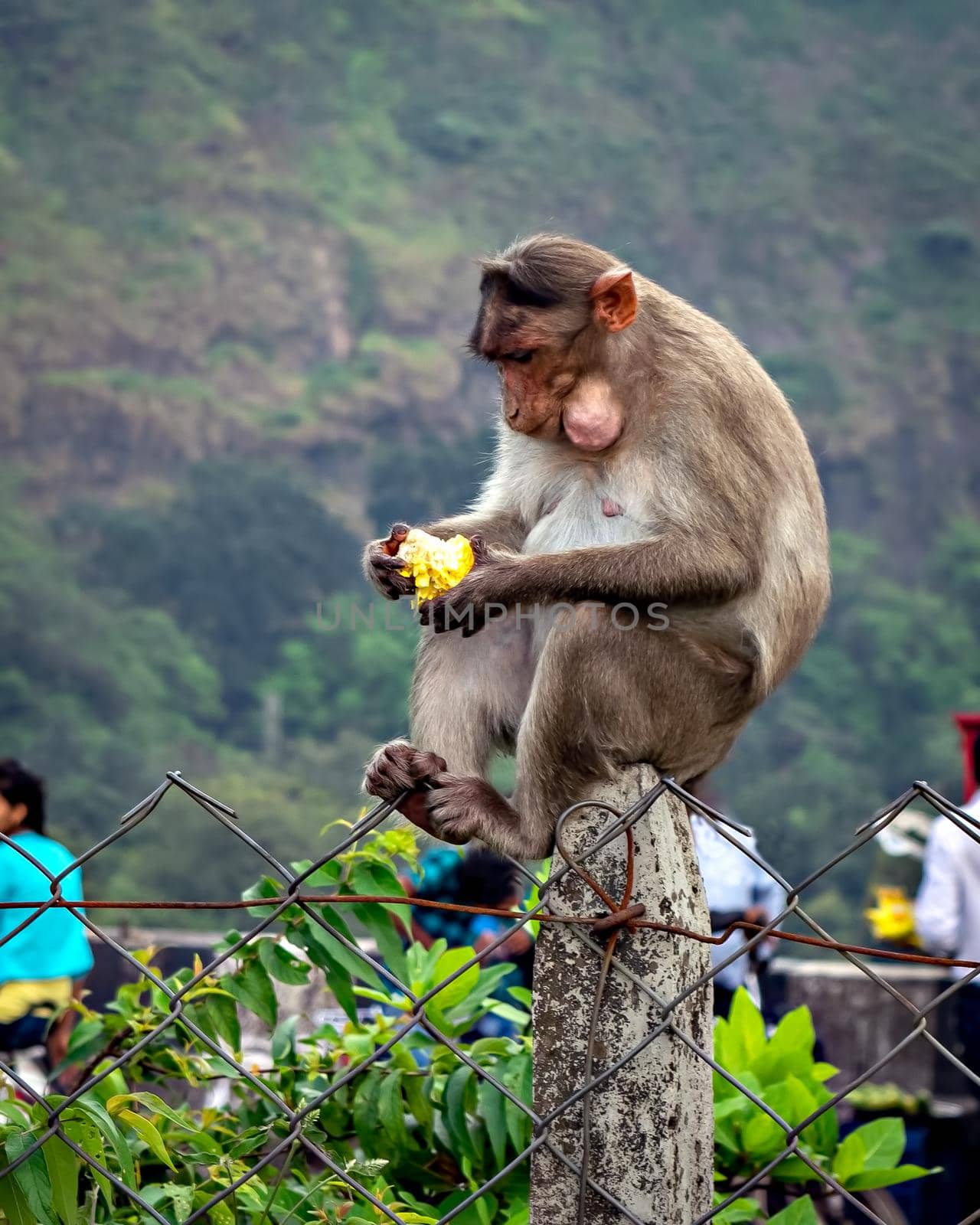 Monkey sitting on concrete pole eating a fruit given by passing tourists.