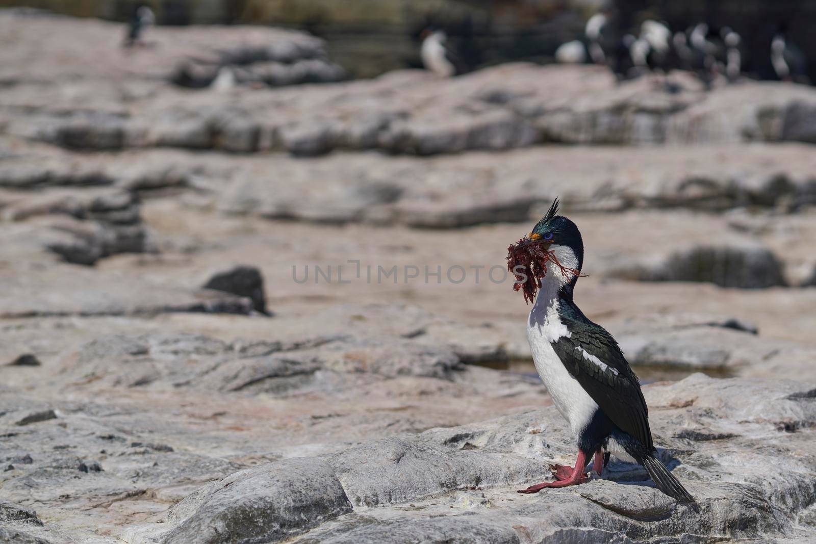 Imperial Shag (Phalacrocorax atriceps albiventer) carrying seaweed to be used as nesting material on Sea Lion Island in the Falkland Islands