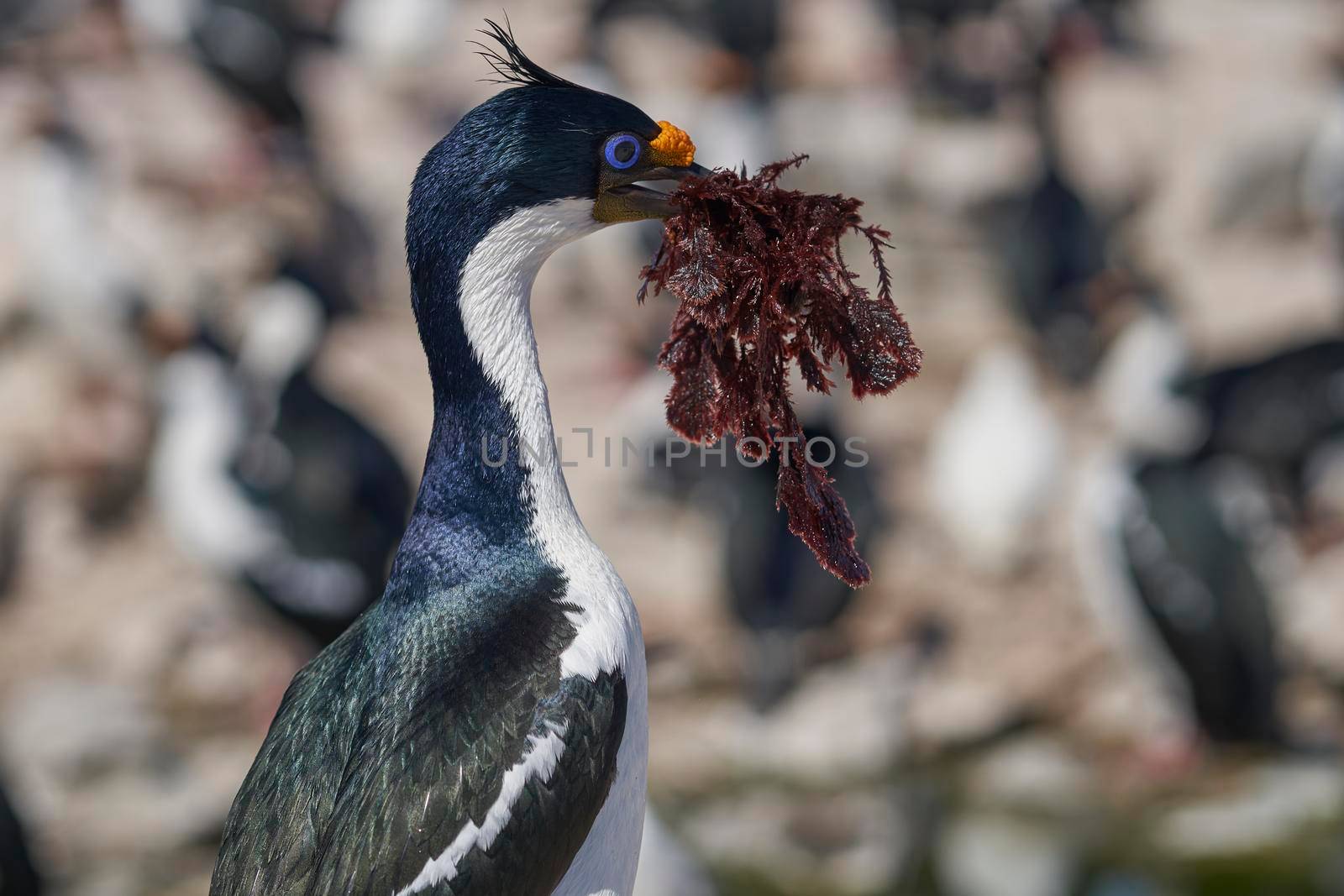 Imperial Shag collecting nesting material by JeremyRichards