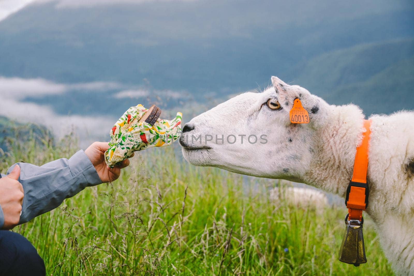 sheeps on a mountain farm on a cloudy day. A woman feeds a sheep in the mountains of norway. A tourist gives food to a sheep. Idyllic landscape of sheep farm in Norway. Content Sheep, in Norway.