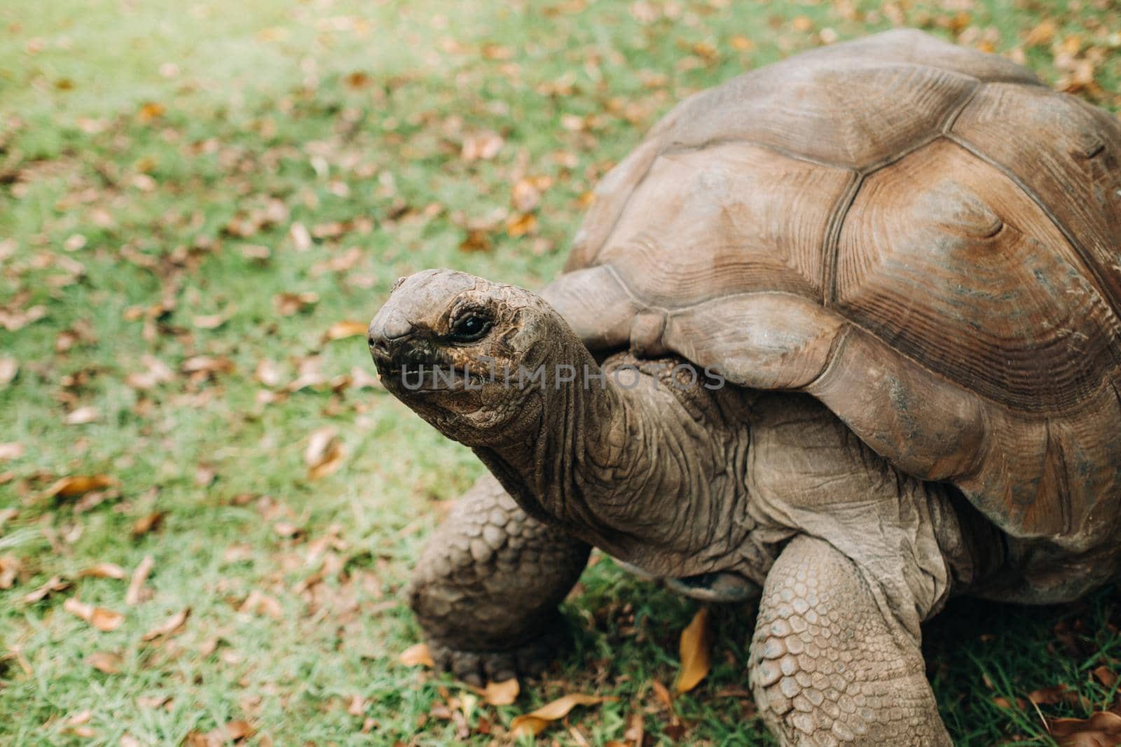 giant tortoises Dipsochelys gigantea in a tropical Park on the island of Mauritius in the Indian ocean.