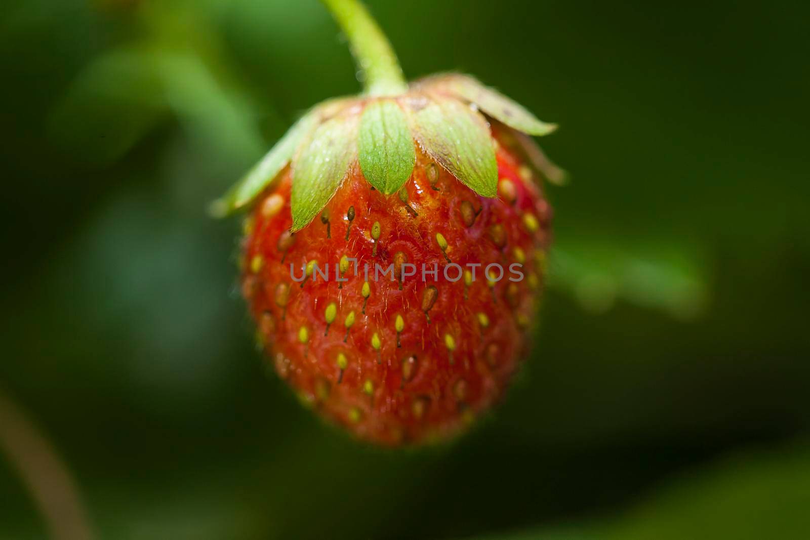 Red strawberry close up with green background. Strawberry is in a natural environment.