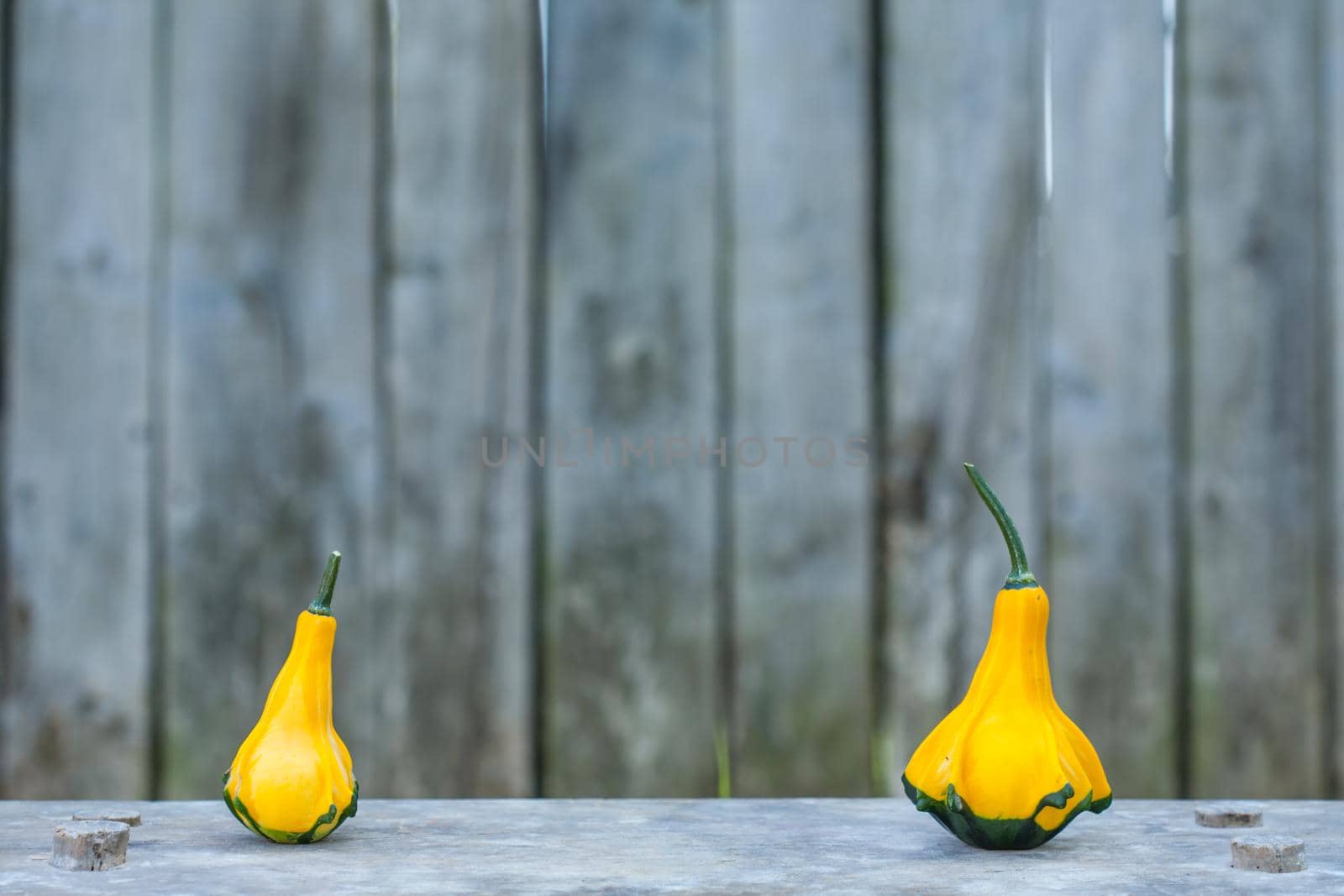 Two Yellow-green zucchini. Close up with a gray rustic background. Autumn motif.