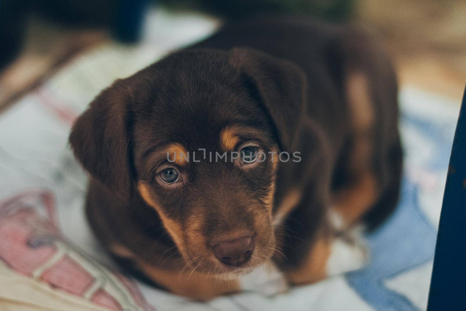 Lovely brown puppy dog portrait looking up with beautiful blue eyes